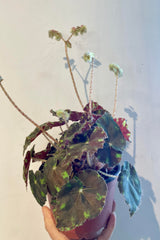 Begonia rex-cultorum 5"