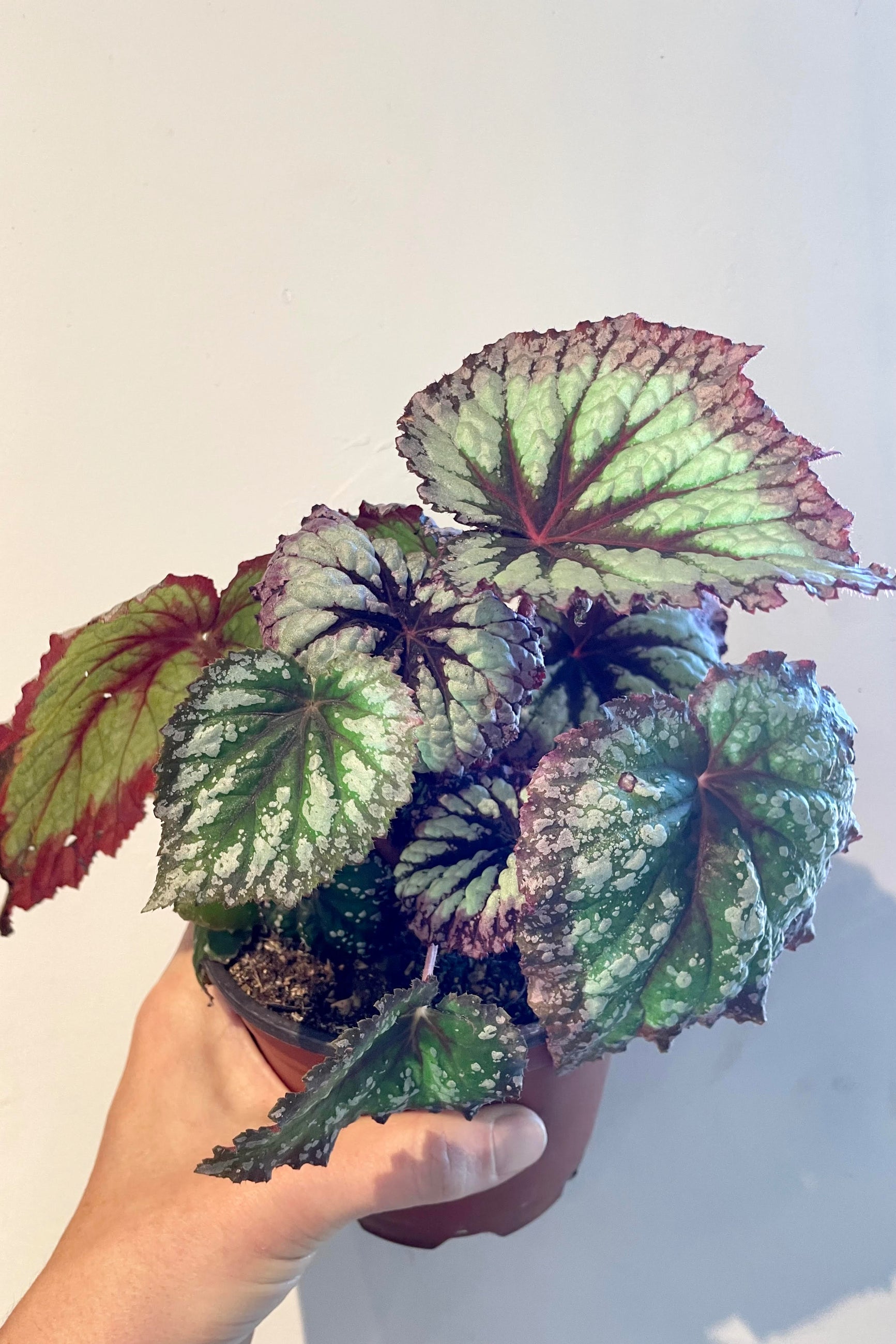 A rex Begonia being held in hand against a white wall with leaves of light and dark green with viening and edges of burgundy. ©Sprout Home