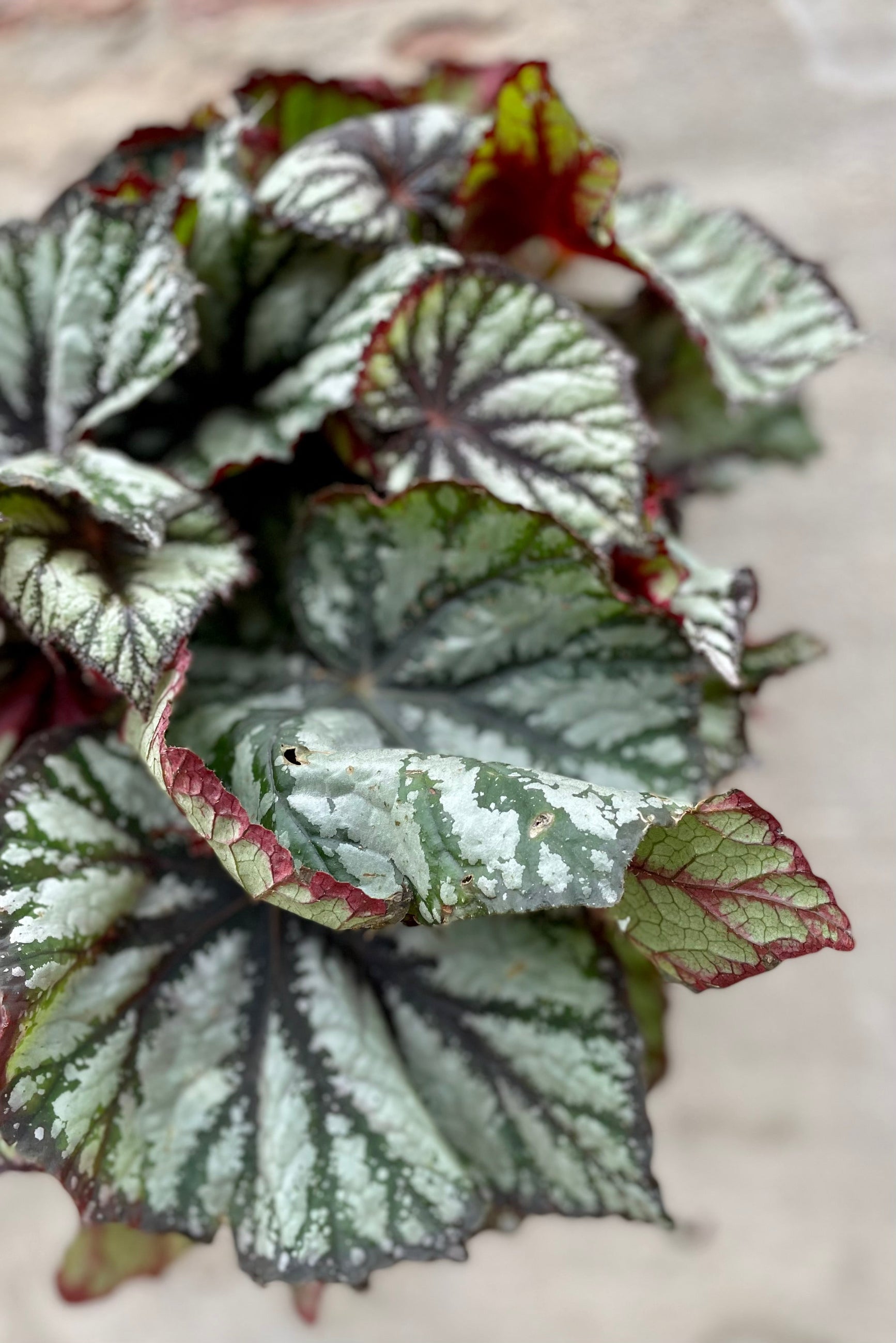 Close-up of a Begonia rex-cultorum plant with velvety leaves displaying various colors including green, red, and silver. ©Sprout Home