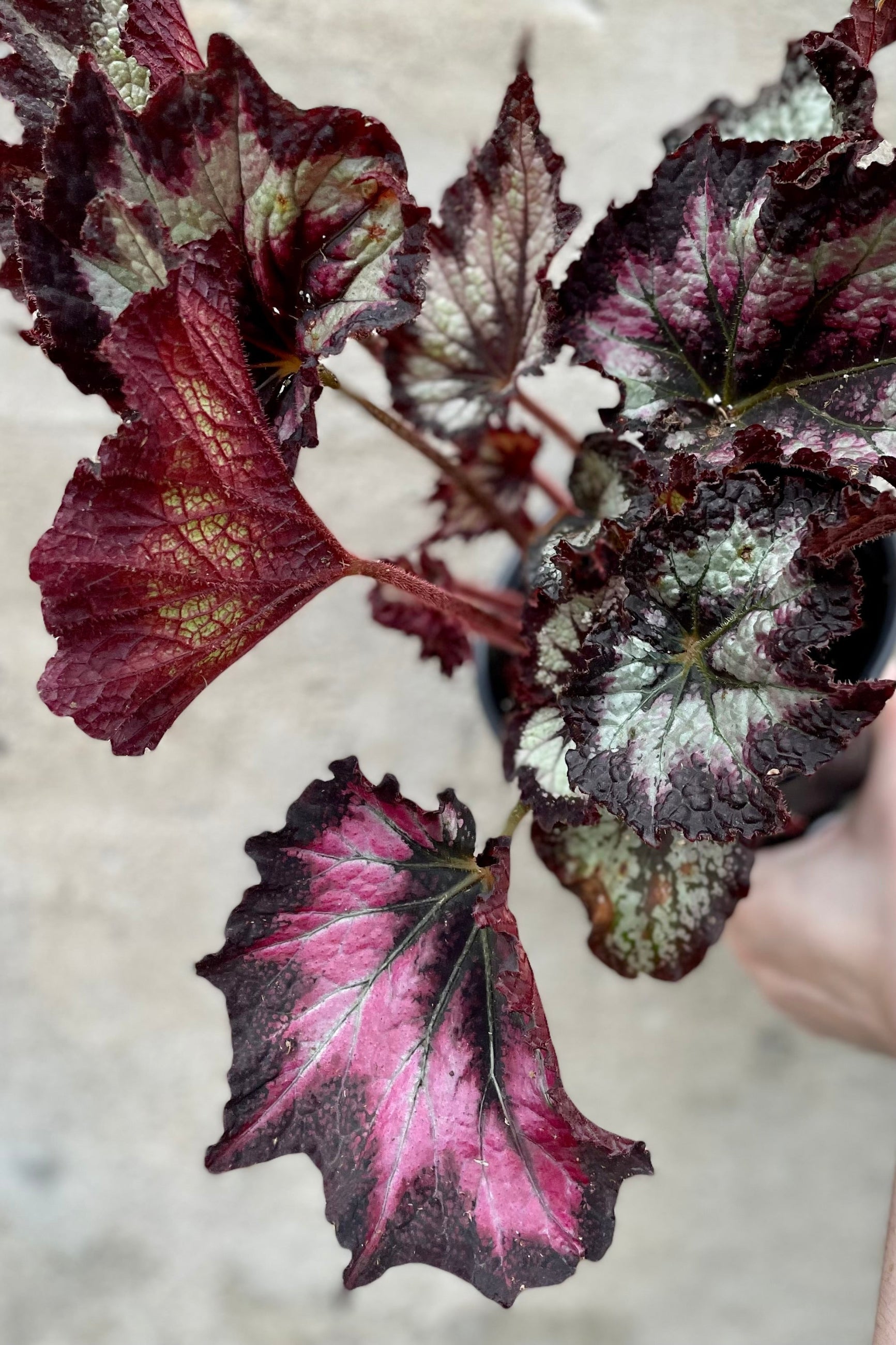 A close up of a Begonia Rex that has extremely dark and sexy leaves with shades of burgundy black and silver ©Sprout Home