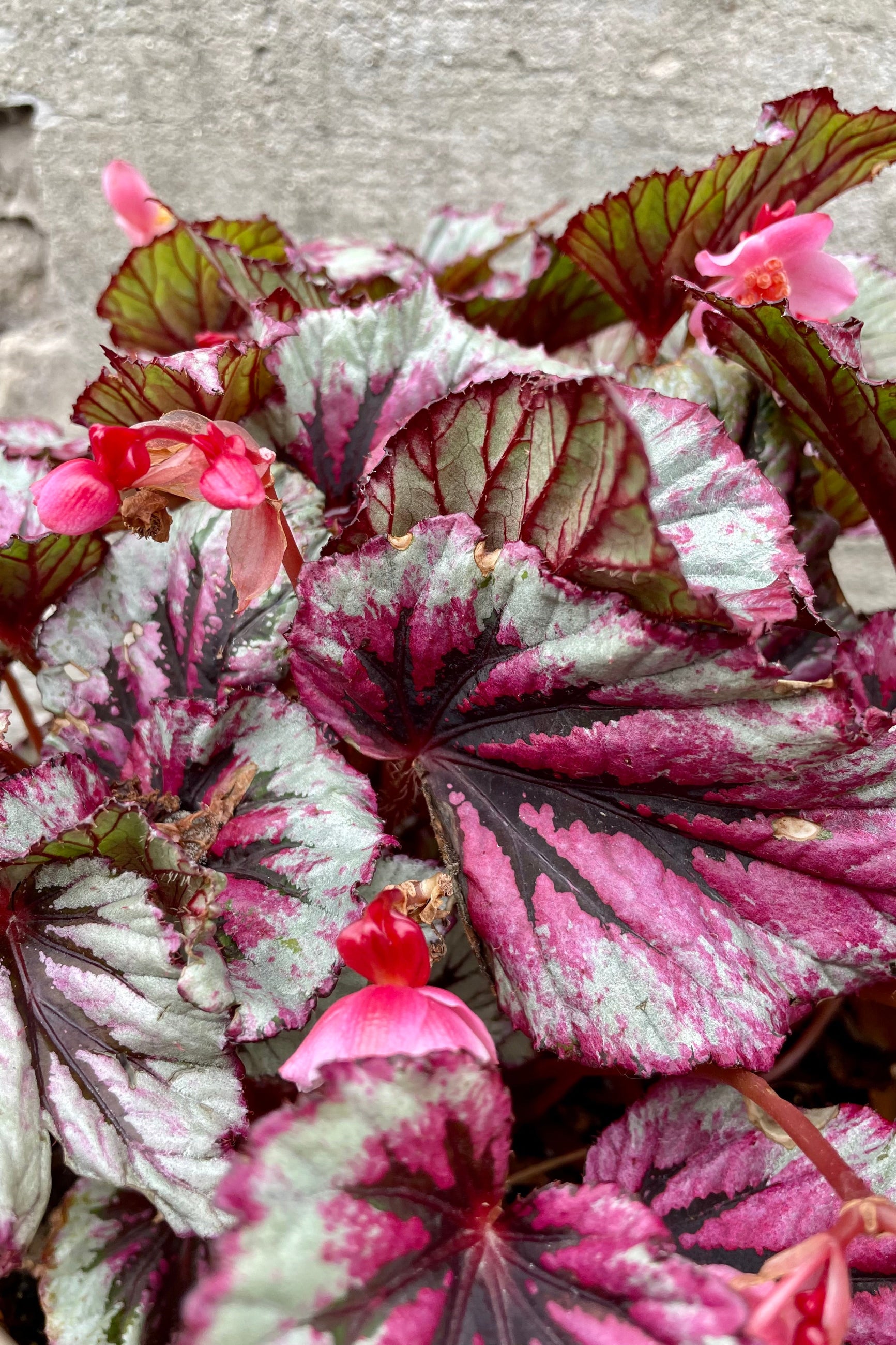 A red and silver colored Begonia Rex up close ©Sprout Home
