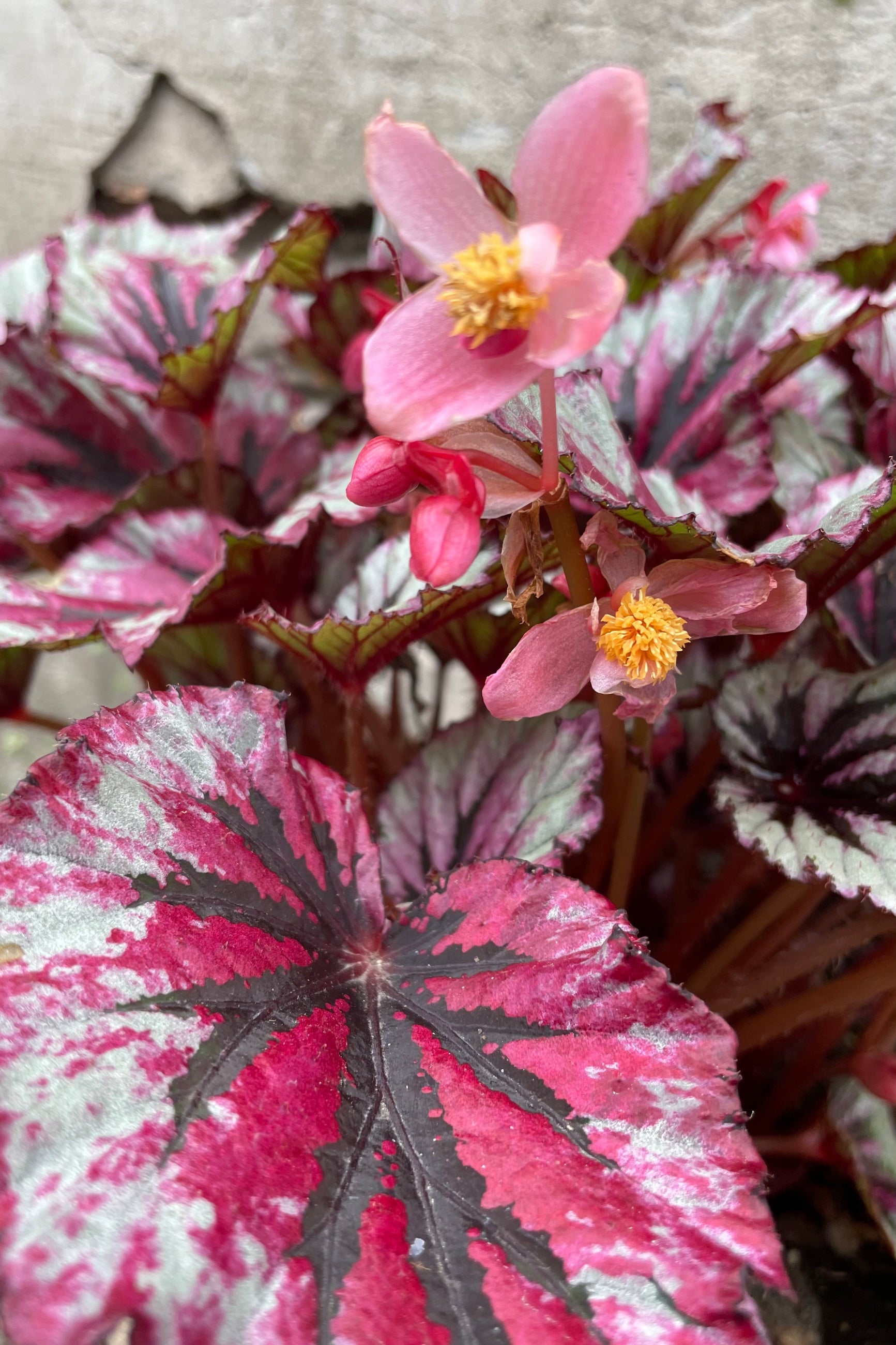 A pink and burgundy leaves Begonia Rex in bloom with pink flowers and close up ©Sprout Home