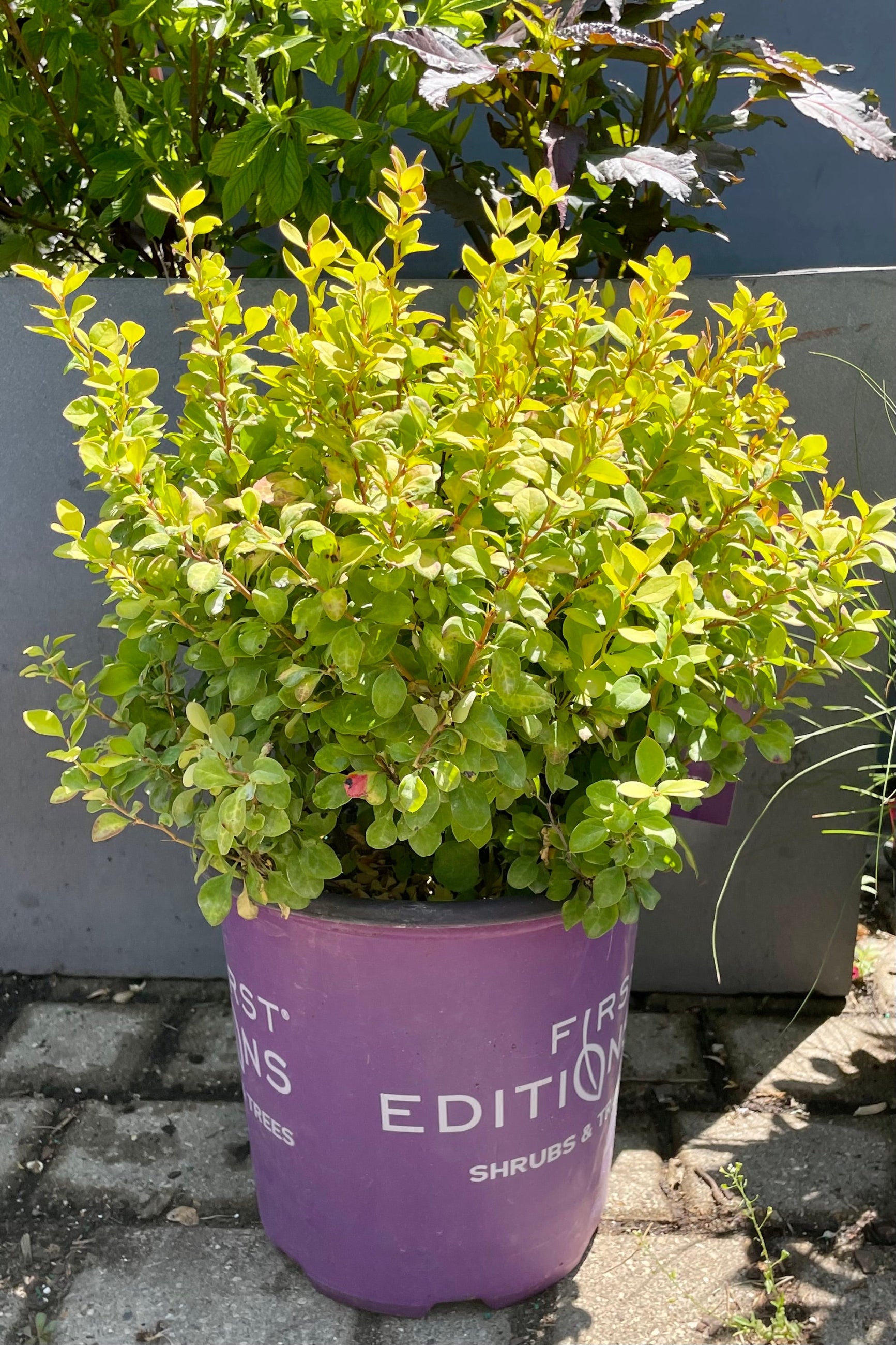 A #2 container of the Berberis 'Limoncello' shrub showing the bright chartreuse foliage with red to orange mottling towards the end of June in the Sprout Home yard. ©Sprout Home