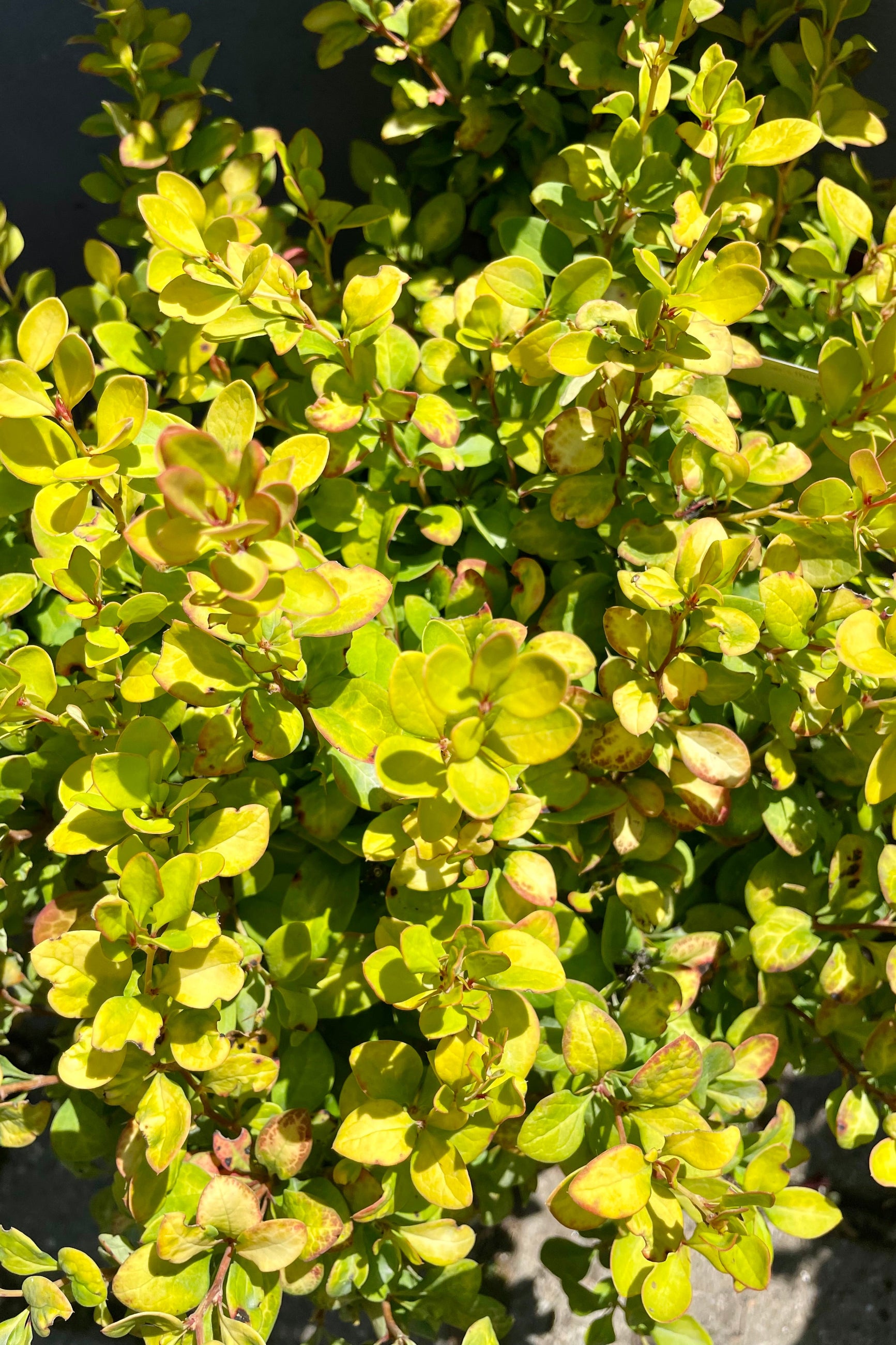 The bright chartreuse foliage with red to orange mottling towards the end of June of the Berberis 'Limoncello' shrub at Sprout Home ©Sprout Home