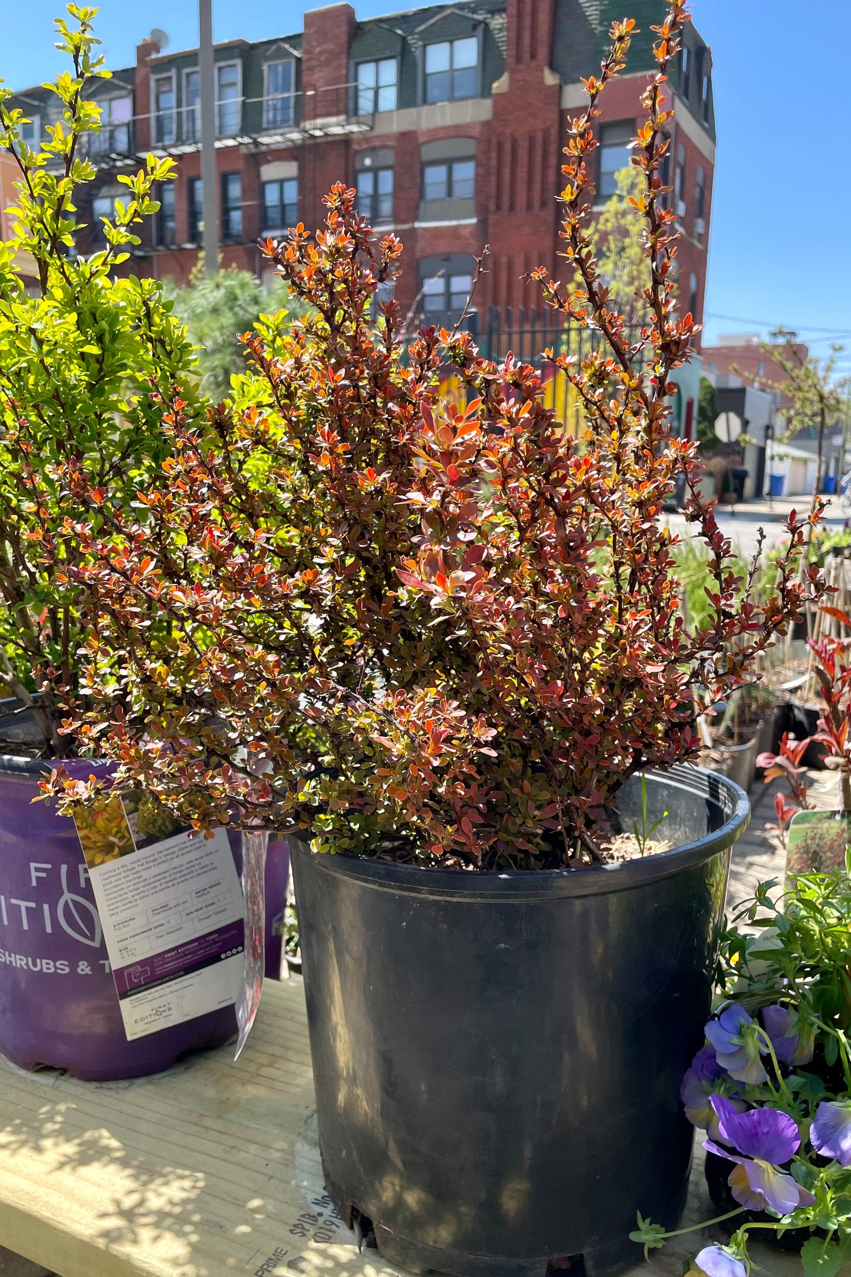 Berberis 'Admiration' in a #2 pot the middle of April showing its spring maroon coloration on its ovate leaves at Sprout Home. ©Sprout Home