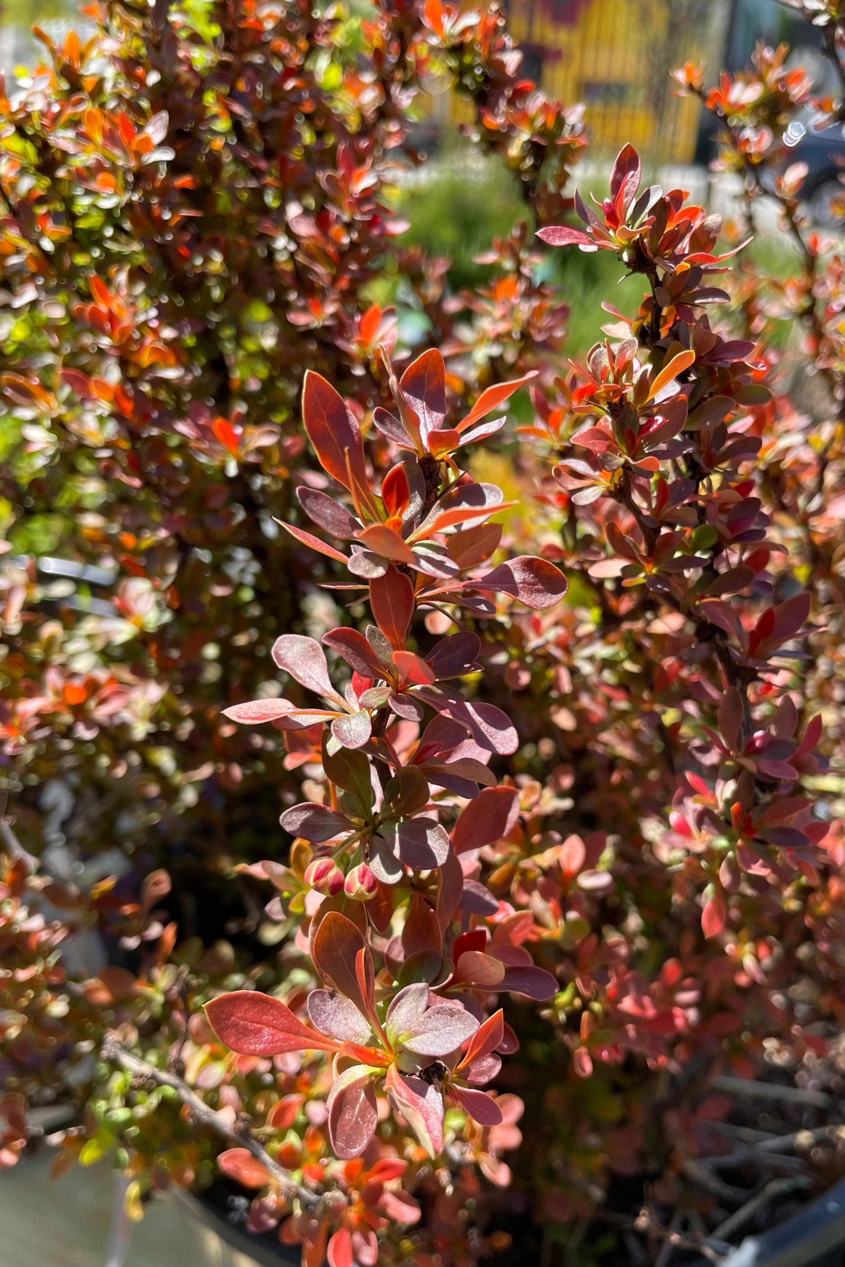 The dark red round to ovate leaves of the Berberis 'Admiration' the middle of April at Sprout Home. ©Sprout Home