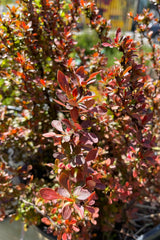 The dark red round to ovate leaves of the Berberis 'Admiration' the middle of April at Sprout Home. 