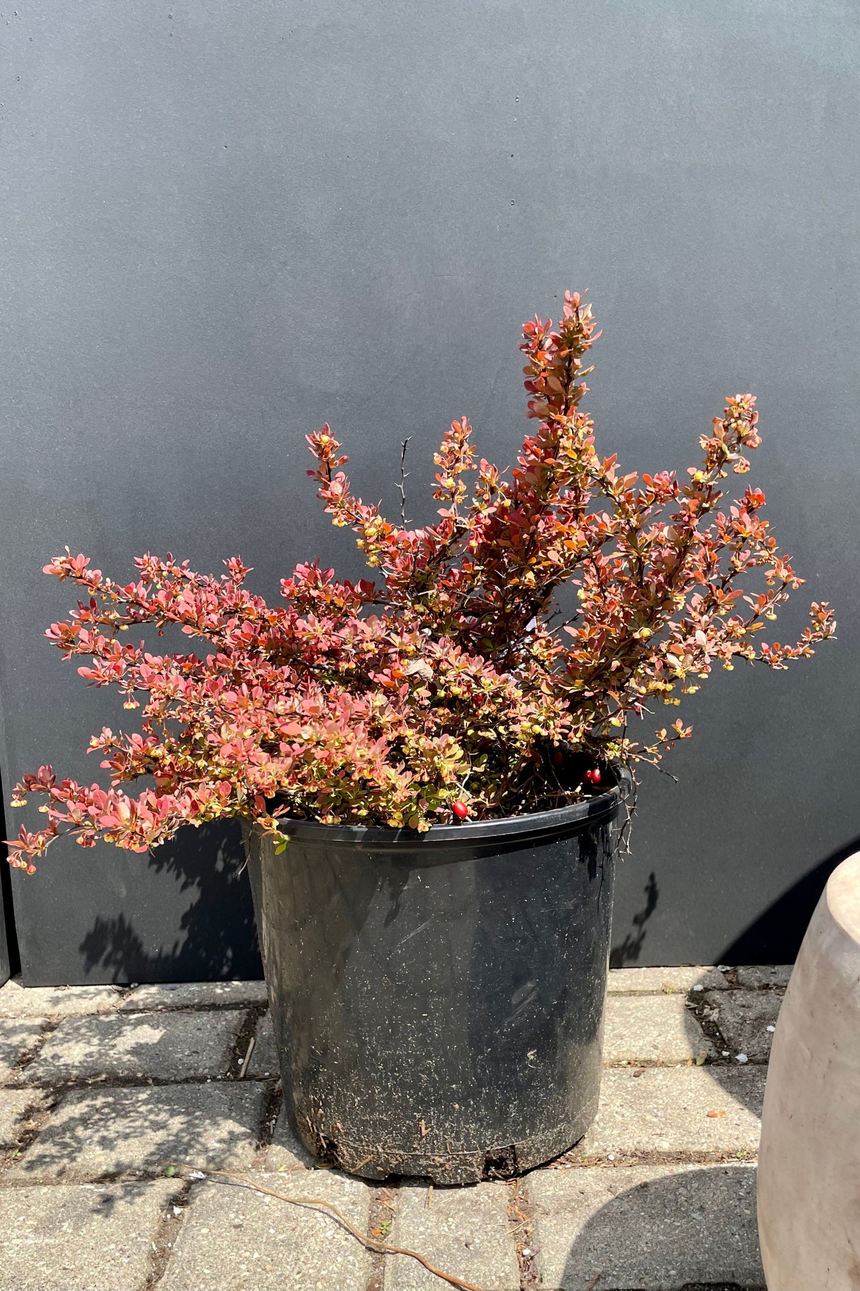 A Berberis 'Admiration' in a #3 growers pot in the Sprout Home yard the beginning of May against a black wall. ©Sprout Home