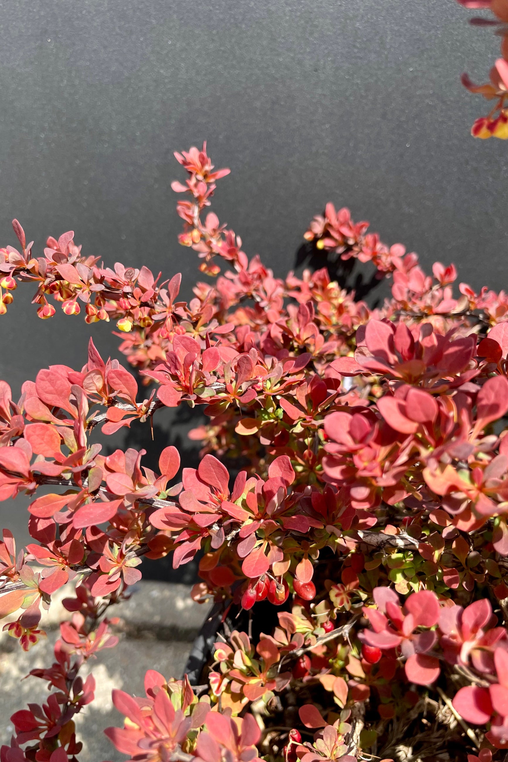 A detailed pictured showing the bright red leaves of the Berberis 'Admiration' in the Sprout Home yard the beginning of May. ©Sprout Home