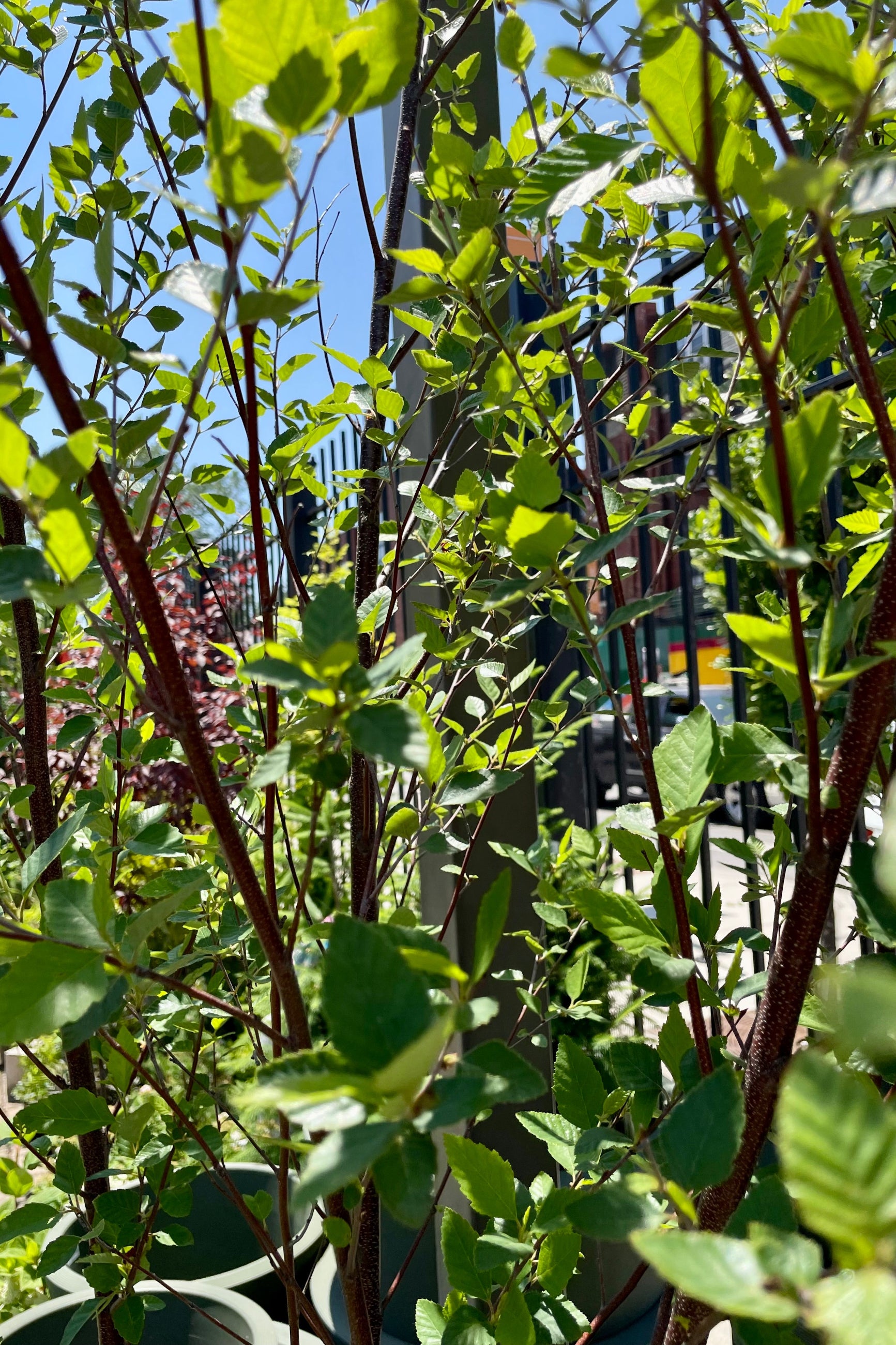 A detail picture of the Betula nigra showing the dark stems and green ovate leaves with the blue sky behind during late June at Sprout Home ©Sprout Home