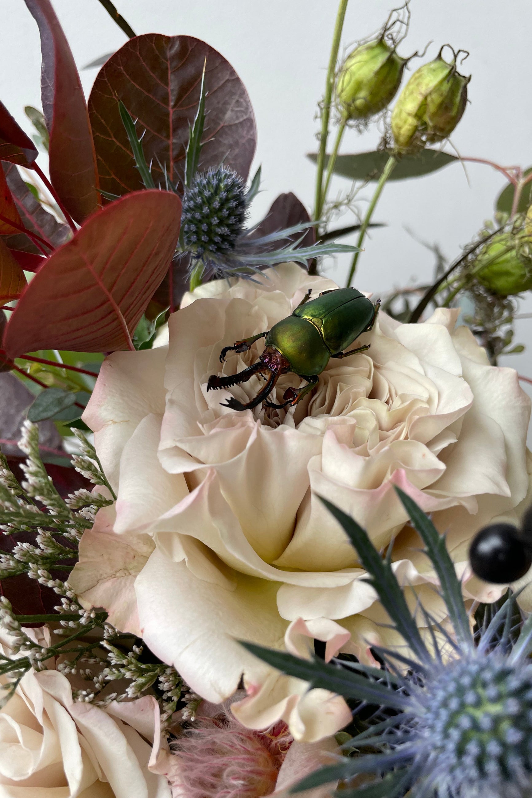 A detailed shot of preserved beetle resting in Floral Arrangement Betelgeuse ©Sprout Home #size_$100