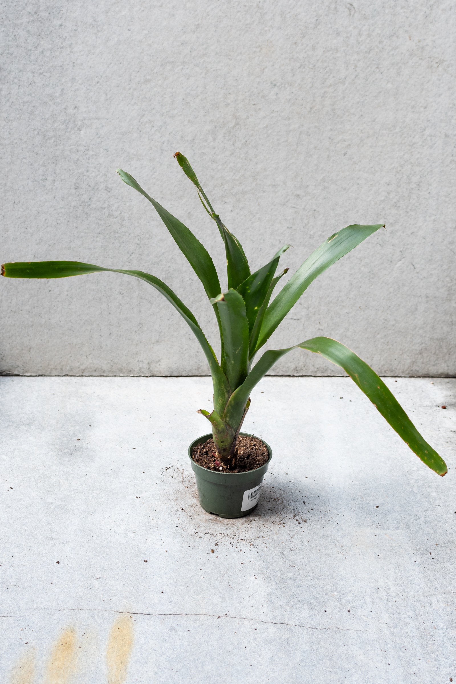 Billbergia plant in a 4 inch growers pot ©Sprout Home