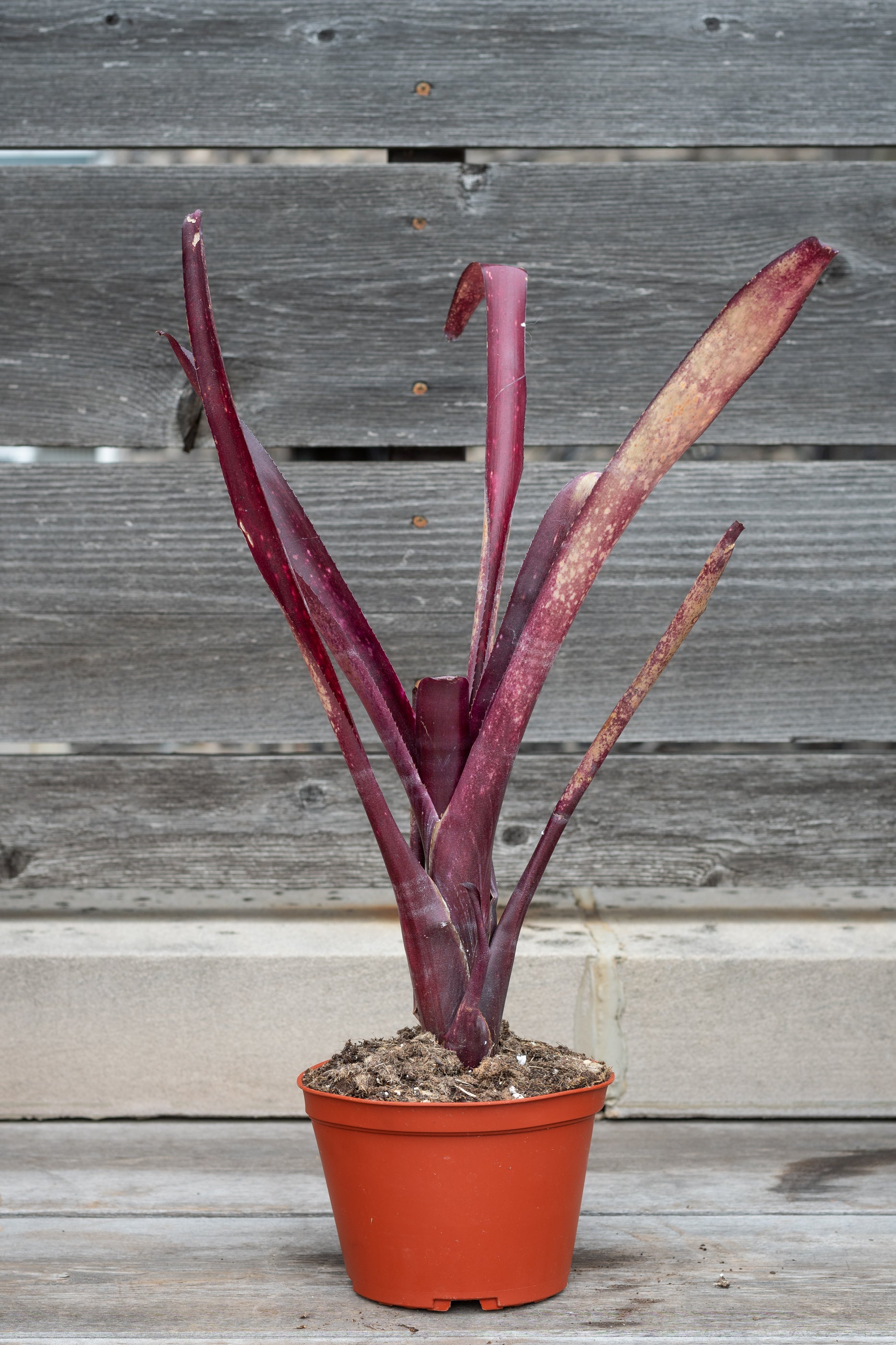 Billbergia 'Flamenco' in grow pot in front of grey wood background