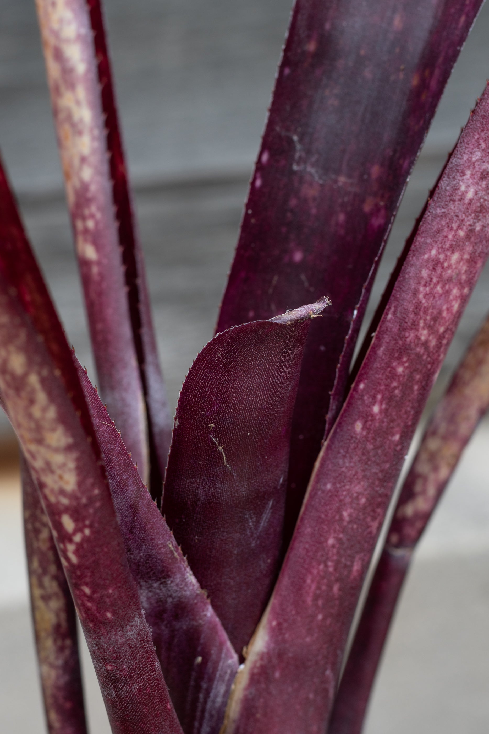 Close up of Billbergia 'Flamenco'
