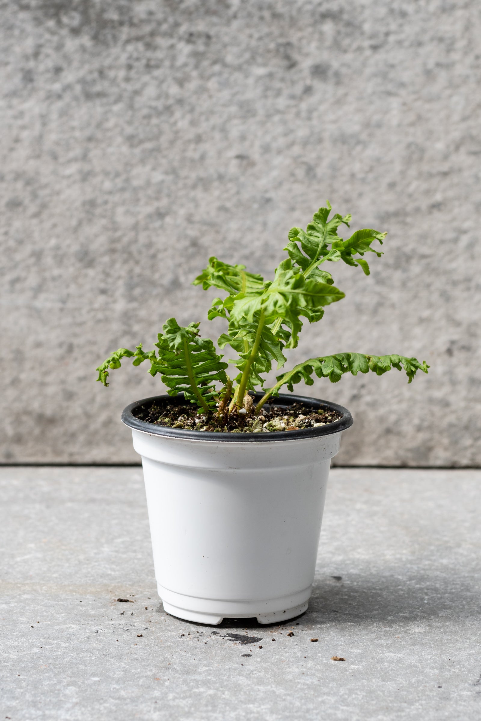 A small tree fern in a 4" growers pot shown from the side against a gray wall ©Sprout Home