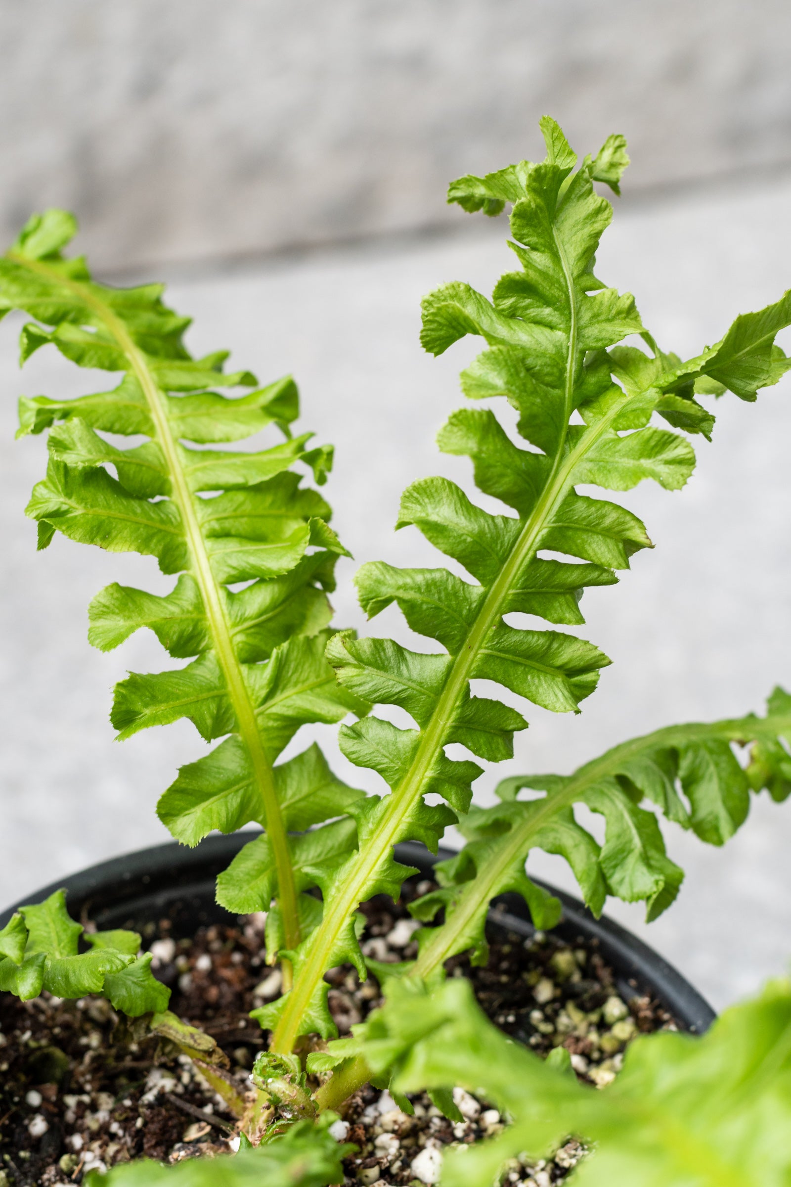 A potted tree fern with delicate green leaves arching upwards, showing the trunk and part of the soil. ©Sprout Home