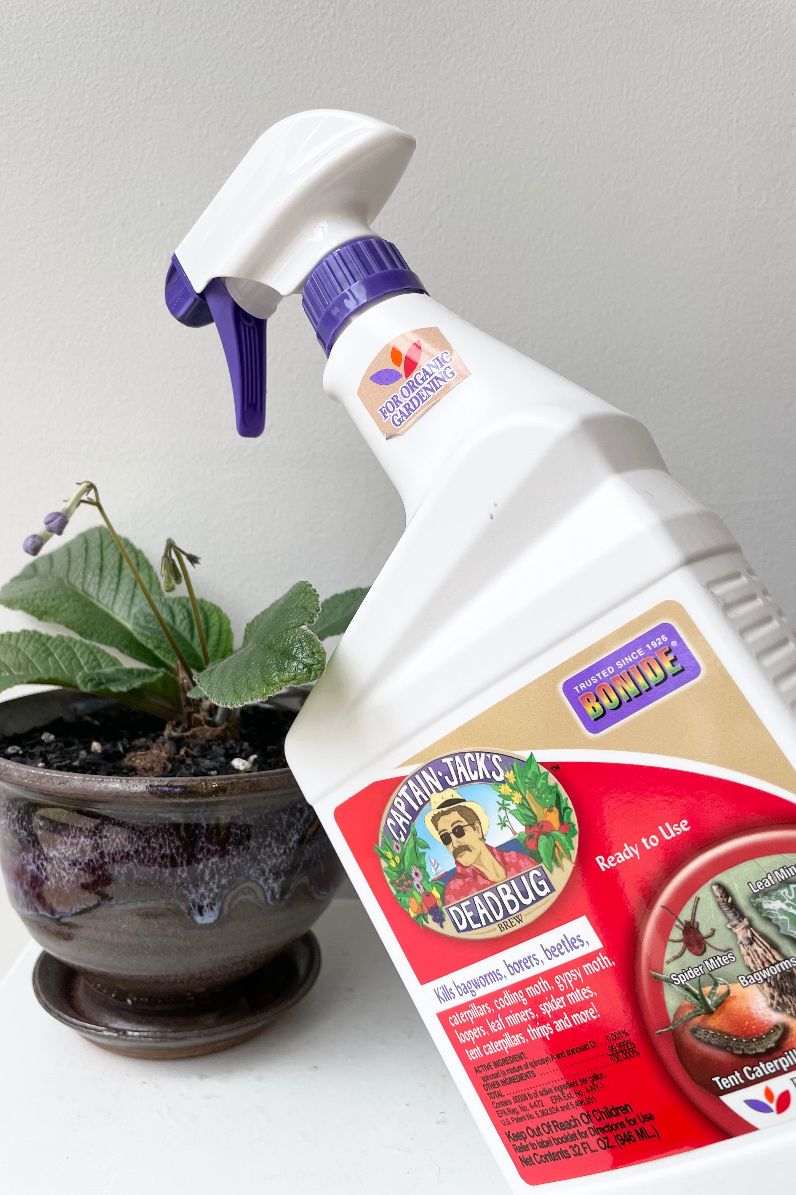 detail of the Spray bottle of Captain Jack's Deadbug Brew by Bonide