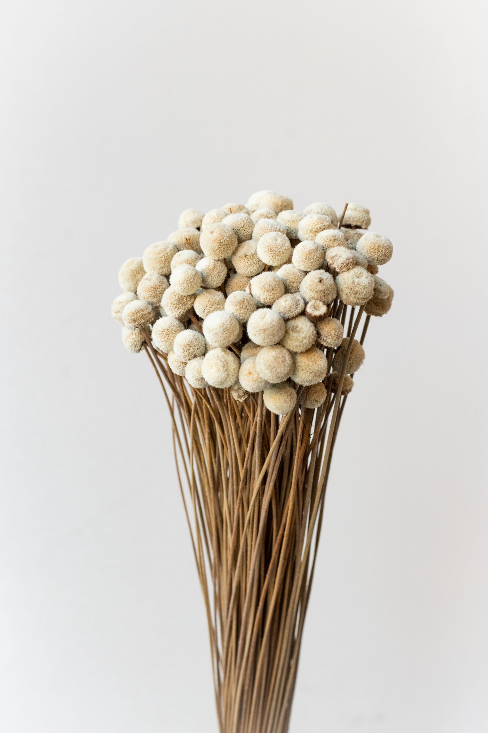 Preserved natural Botao flowers against a white wall