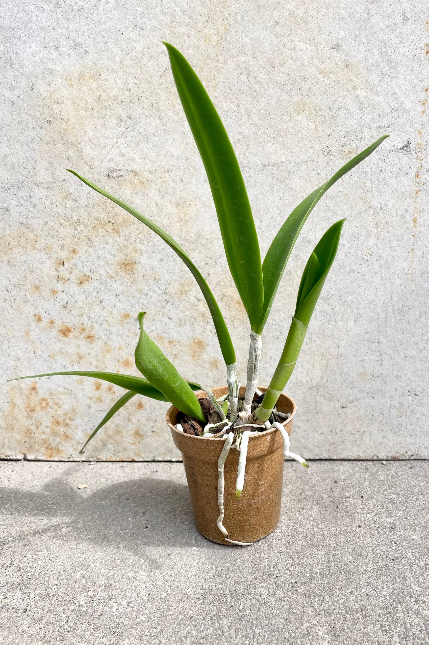 The Brassavola nodosa hybrid in a 3.5" growers pot not in bloom against a grey wall. ©Sprout Home