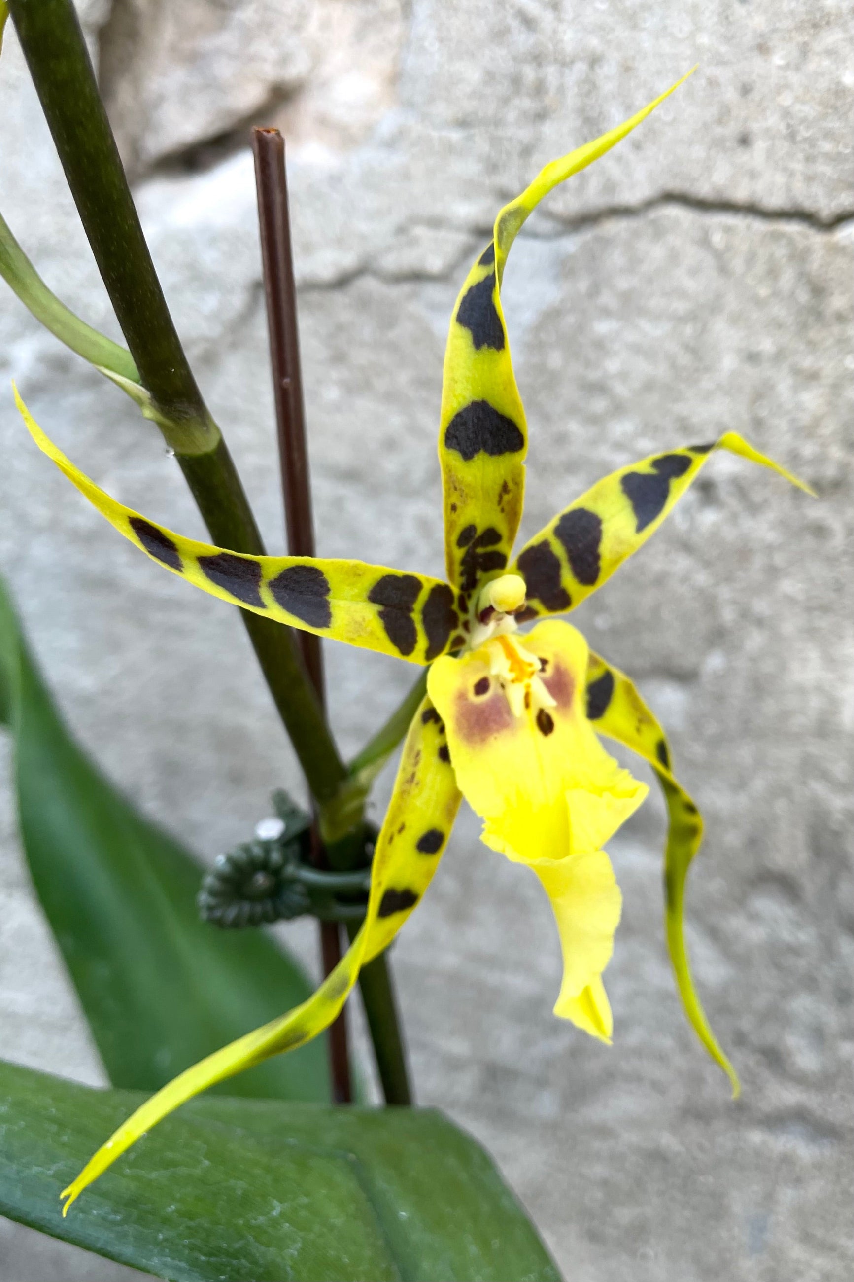 A detailed view of Brassia orchid 4" against concrete backdrop ©Sprout Home