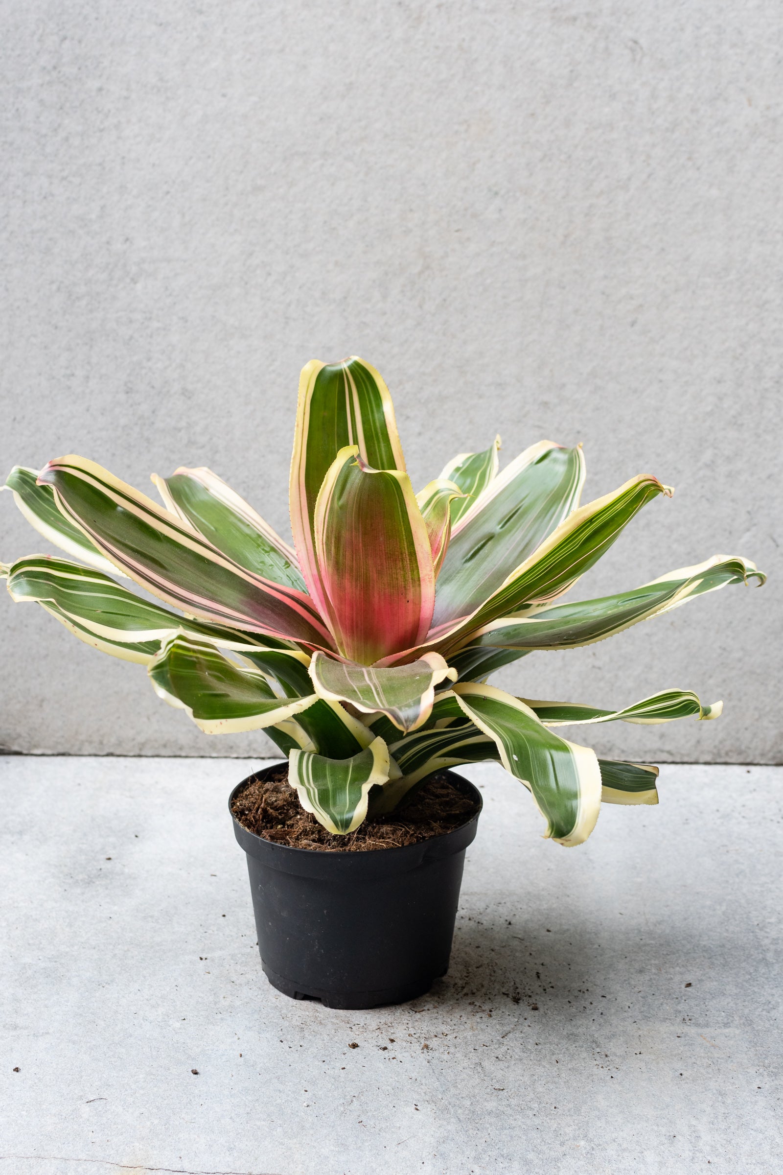 White and Green variegated Bromeliad with a pink center. ©Sprout Home