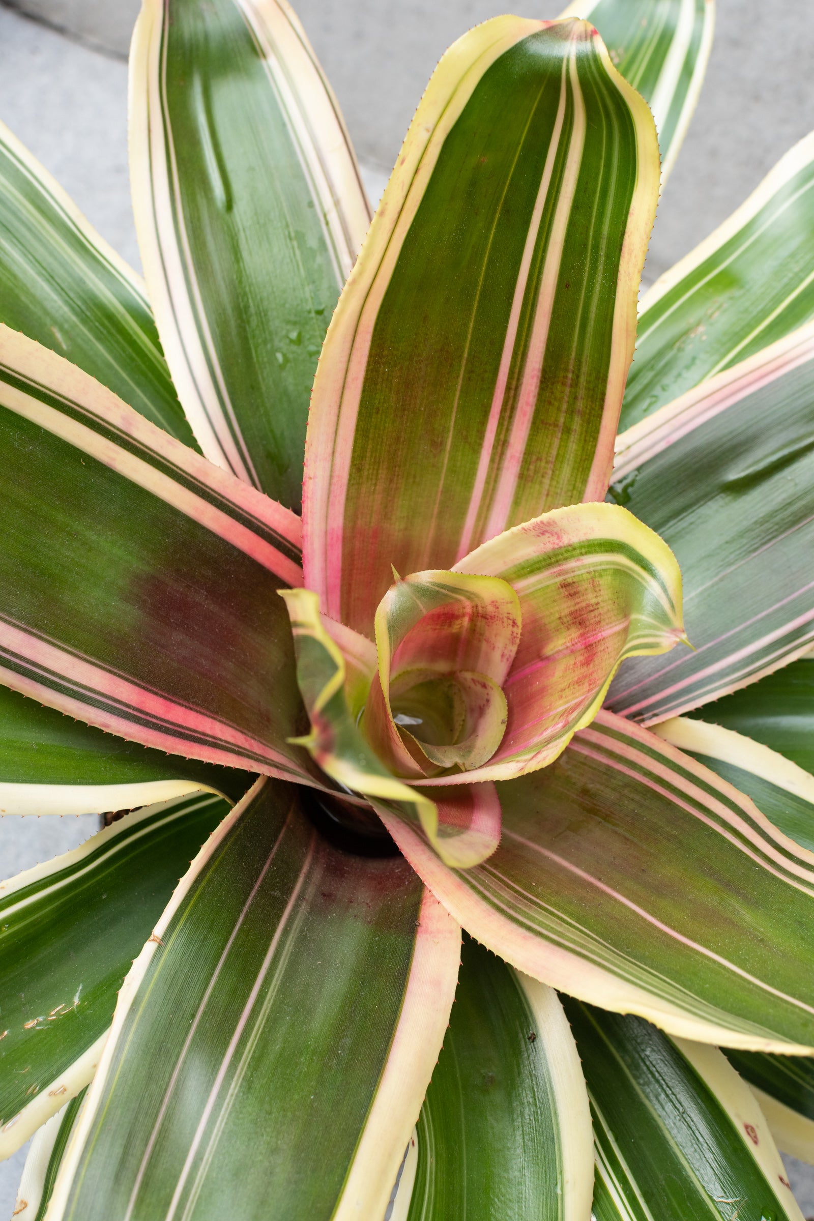 The center of a variegated white and green Bromeliad plant.