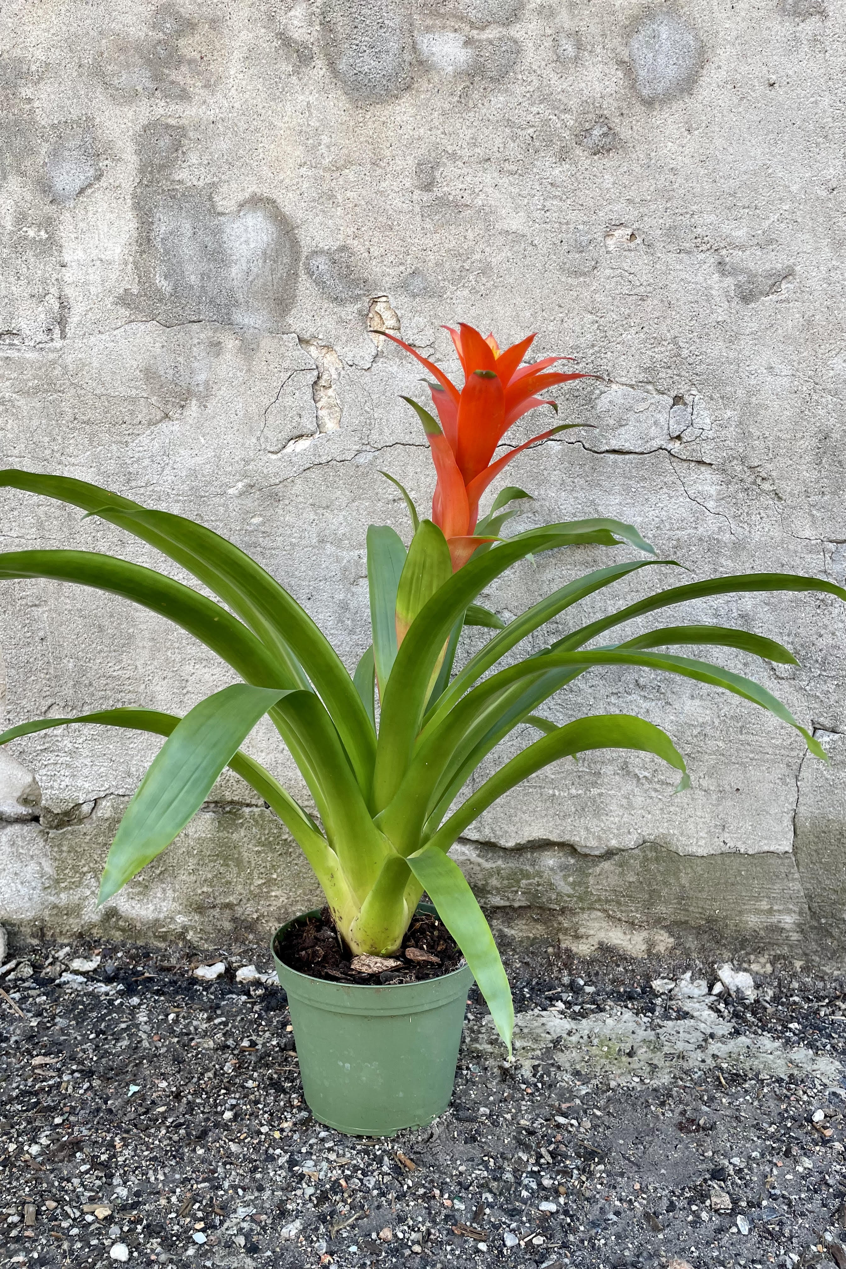 A variation of the Bromeliad guzmania hybrid 6" sits against a brick wall.