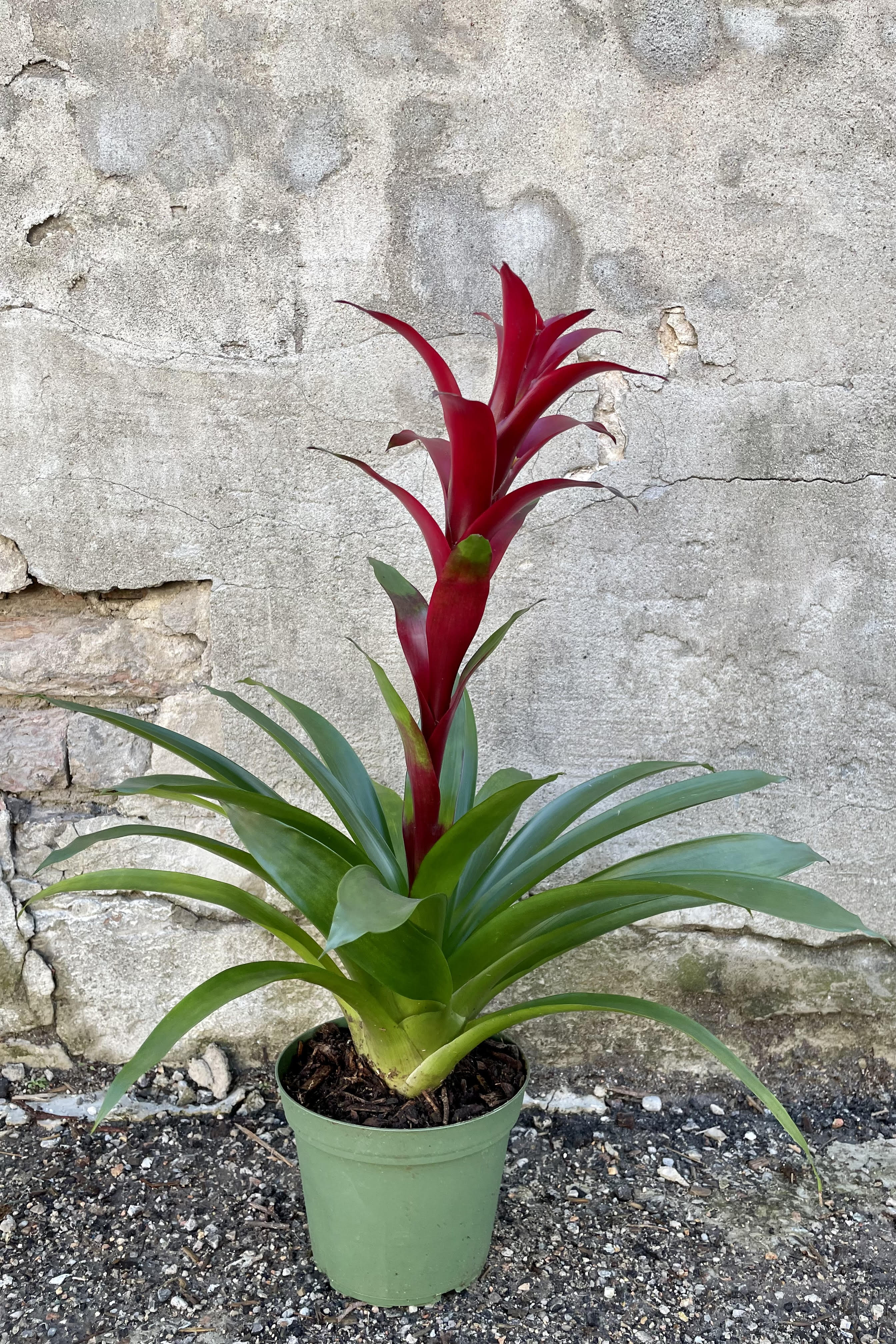 A variation of the Bromeliad guzmania hybrid 6" sits against a brick wall.