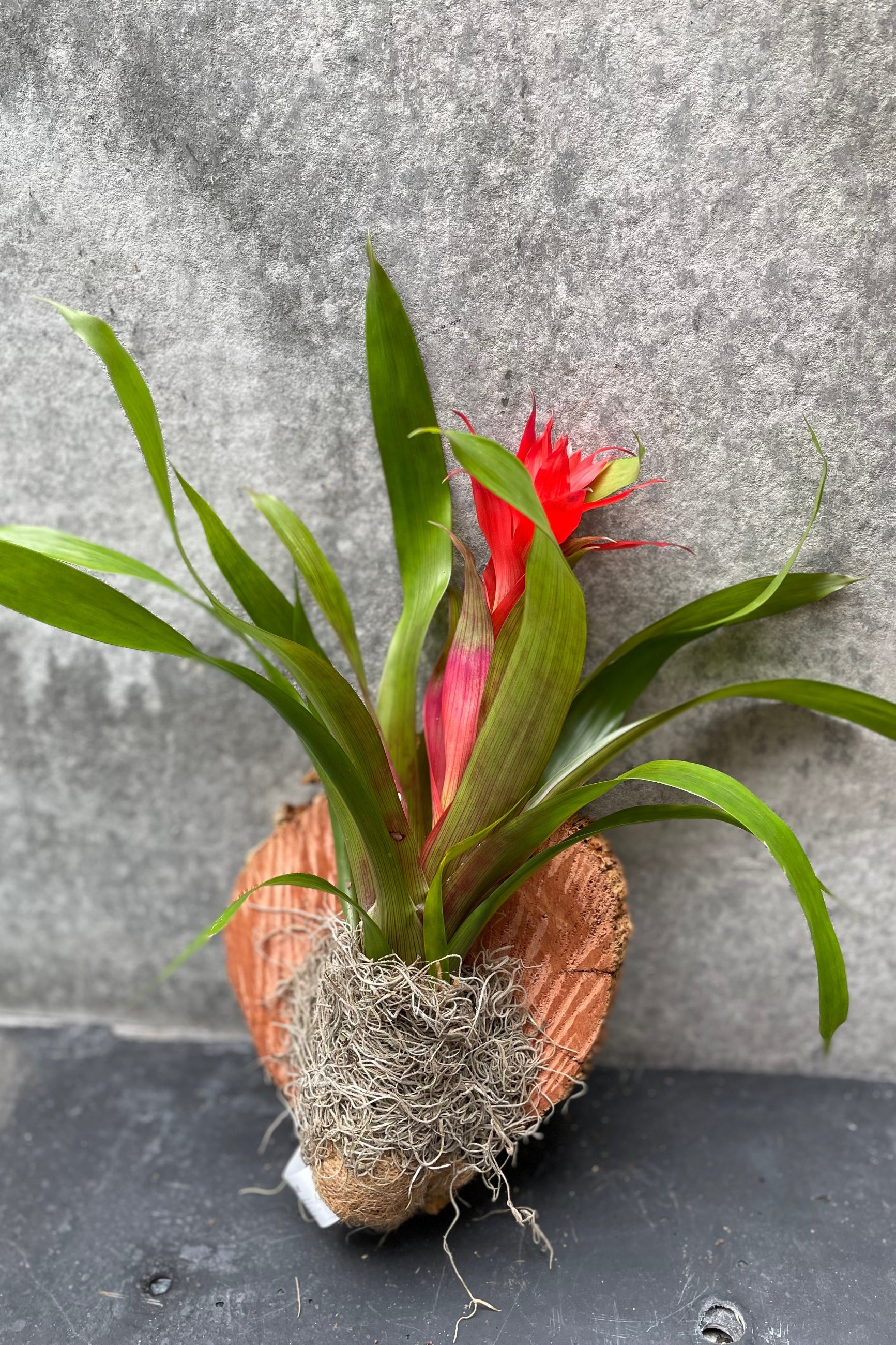 Bromeliad red mounted on a plaque ©Sprout Home