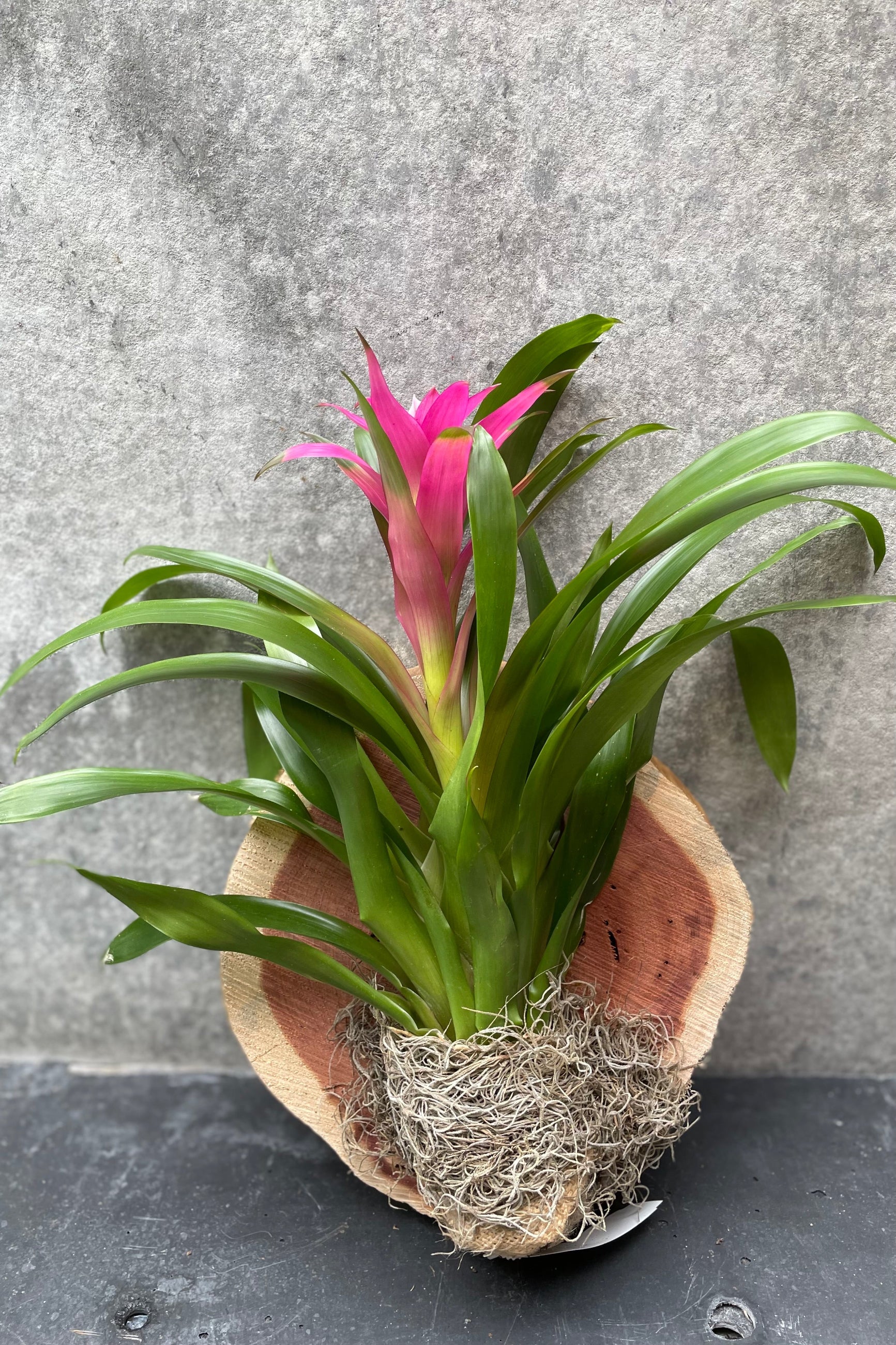 Bromeliad pink mounted on a plaque ©Sprout Home