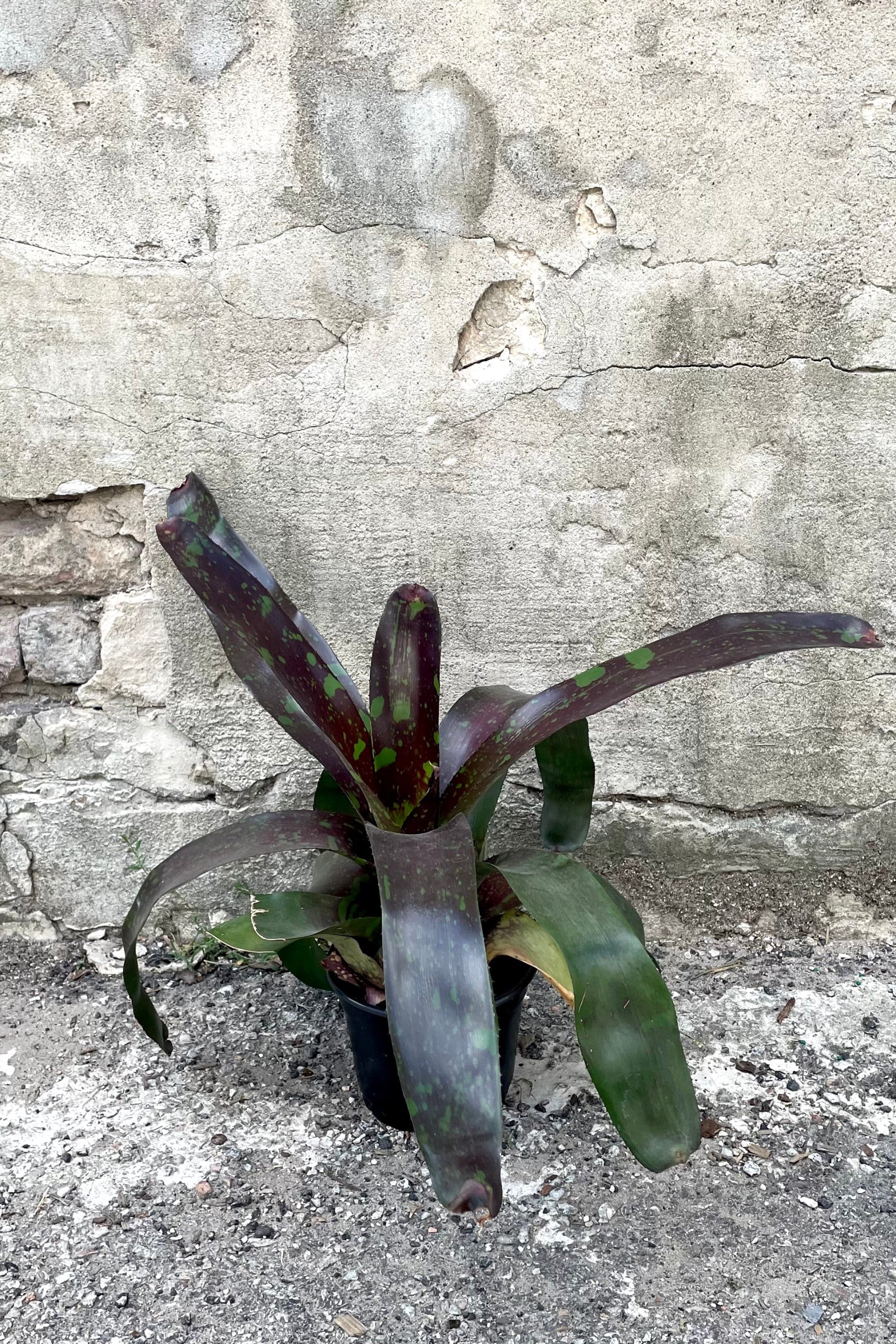 A full-body view of the 6" Bromeliad 'Neoregelia' against a concrete backdrop ©Sprout Home