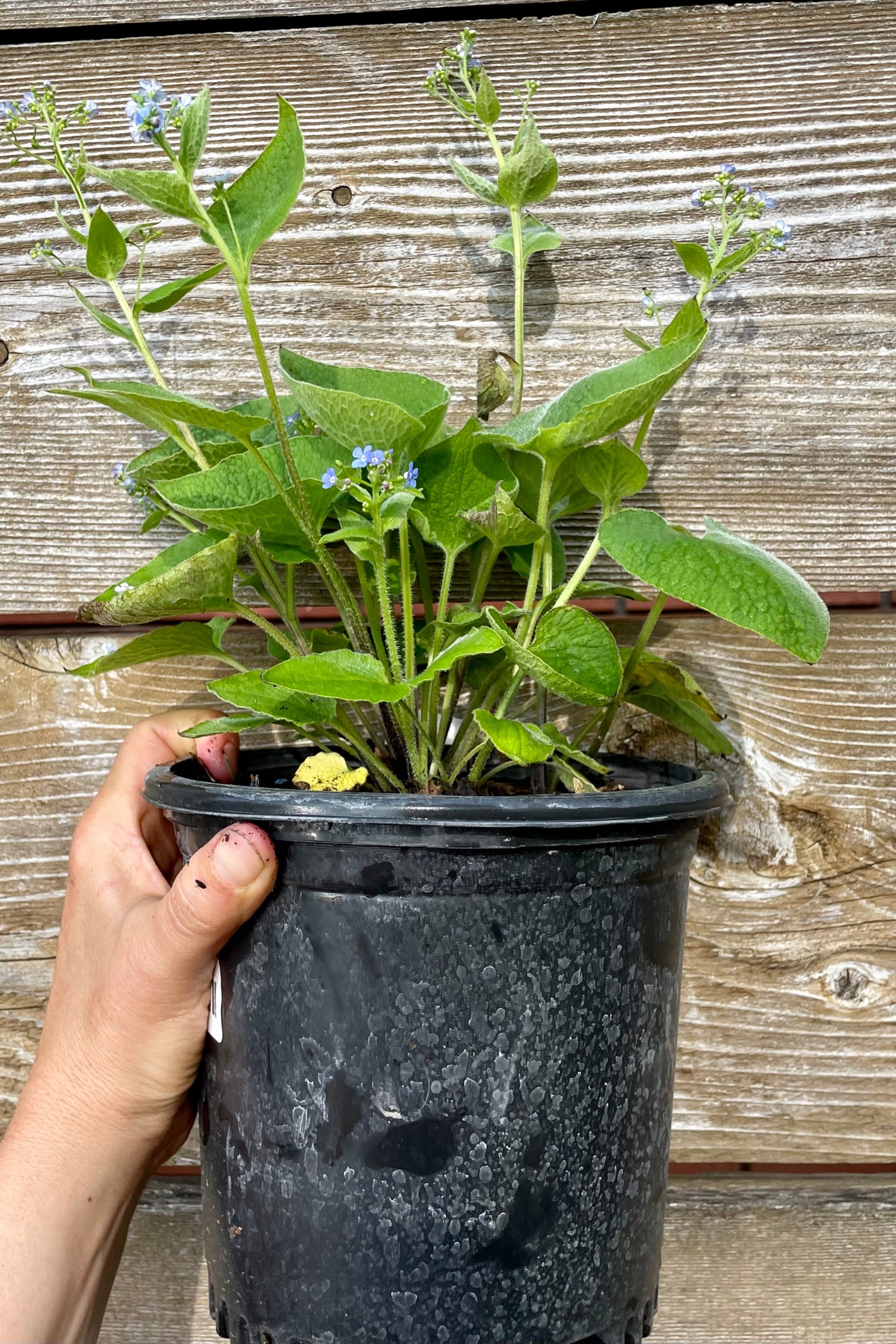 Brunnera macrophylla in a #1 pot against a cedar fence middle of May in bloom showing the blue flowers at Sprout Home. ©Sprout Home