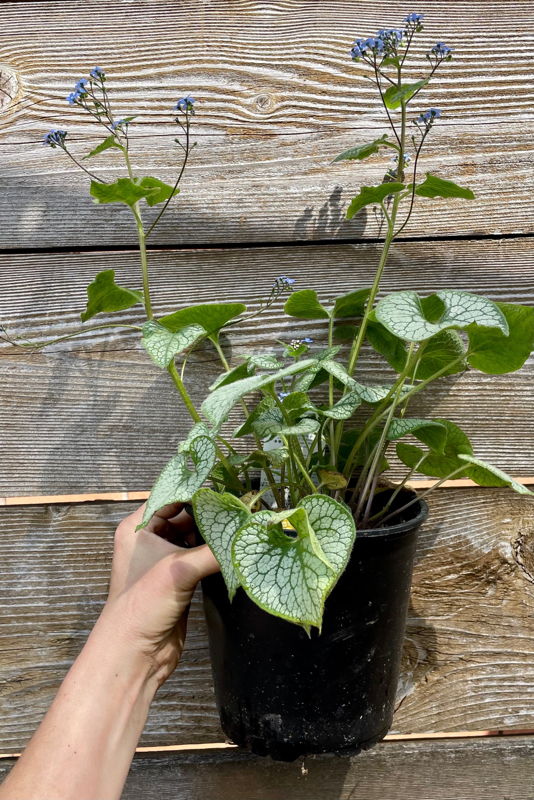 A #1 growers pot of a Brunnera 'Jack Frost' in bloom the bringing of May in Chicago against a wood fence in the Sprout Home yard. ©Sprout Home
