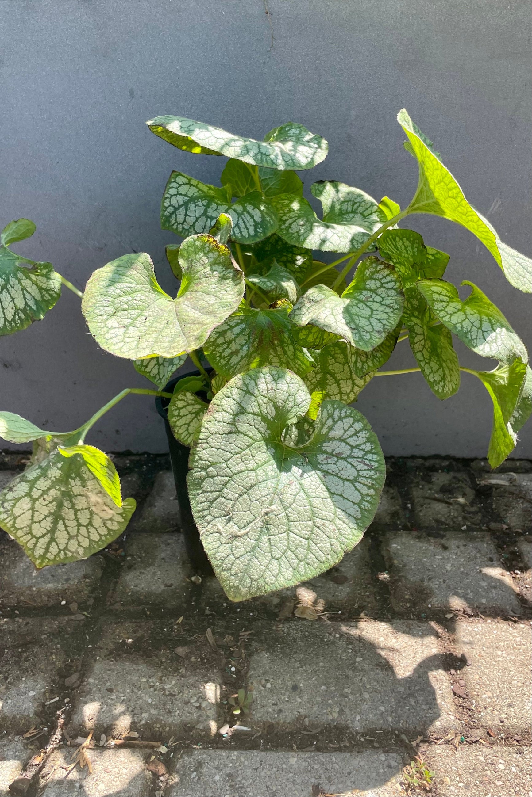 #1 pot size of the Brunnera 'Jack Frost' in late June against a grey wall at Sprout Home. ©Sprout Home