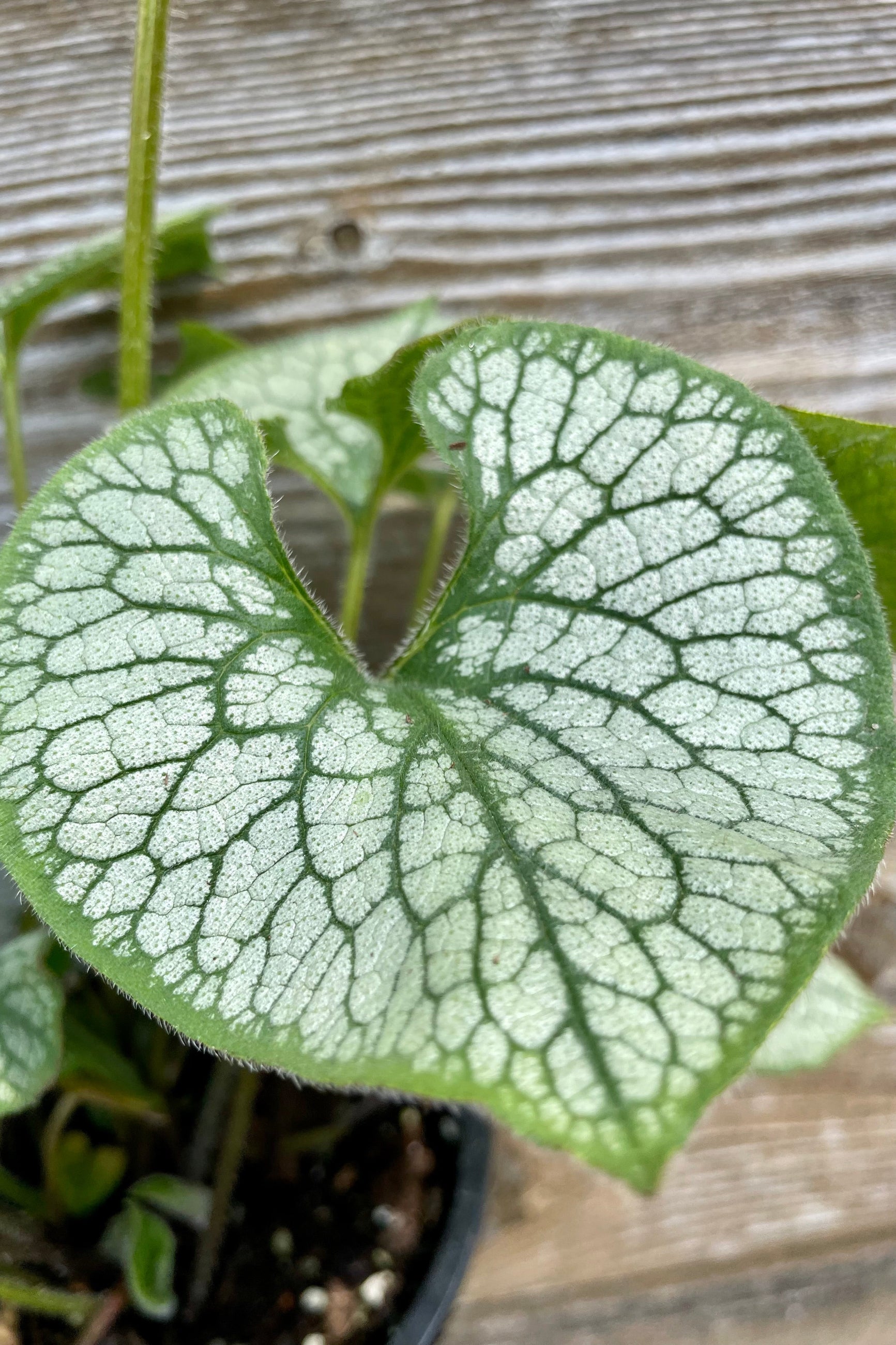 The highly graphic white and green leaf of the Brunnera 'Jack Frost' in the Sprout Home yard against a wood fence. ©Sprout Home