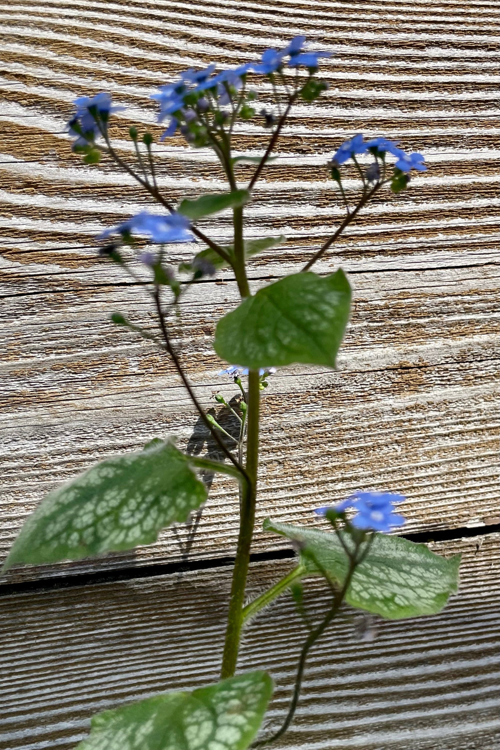 The blooms on the Brunnera 'Jack Frost' perennial at the beginning of May against a wood fence in the Sprout Home yard. ©Sprout Home
