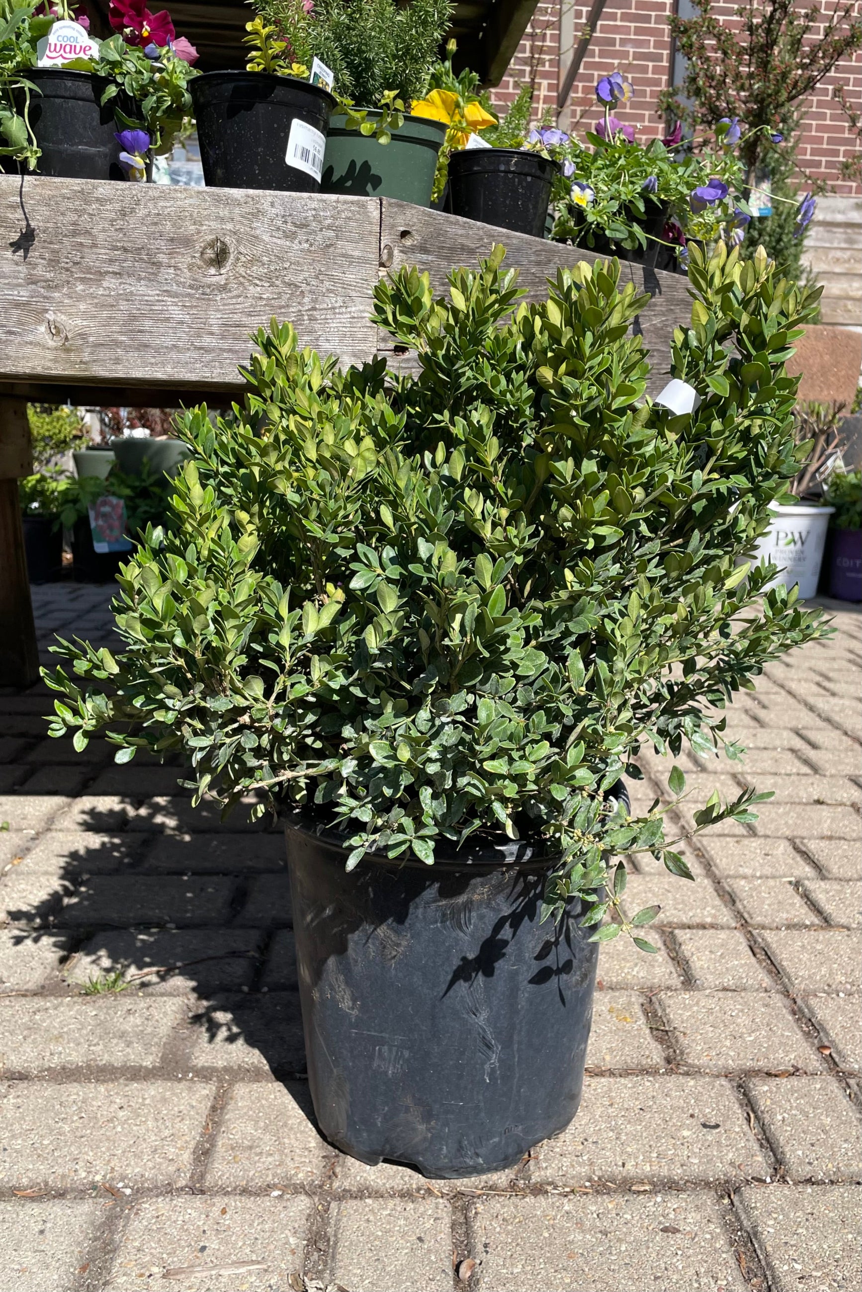 Buxus 'Chicagoland Green' in a #2 pot in April at Sprout Home. ©Sprout Home