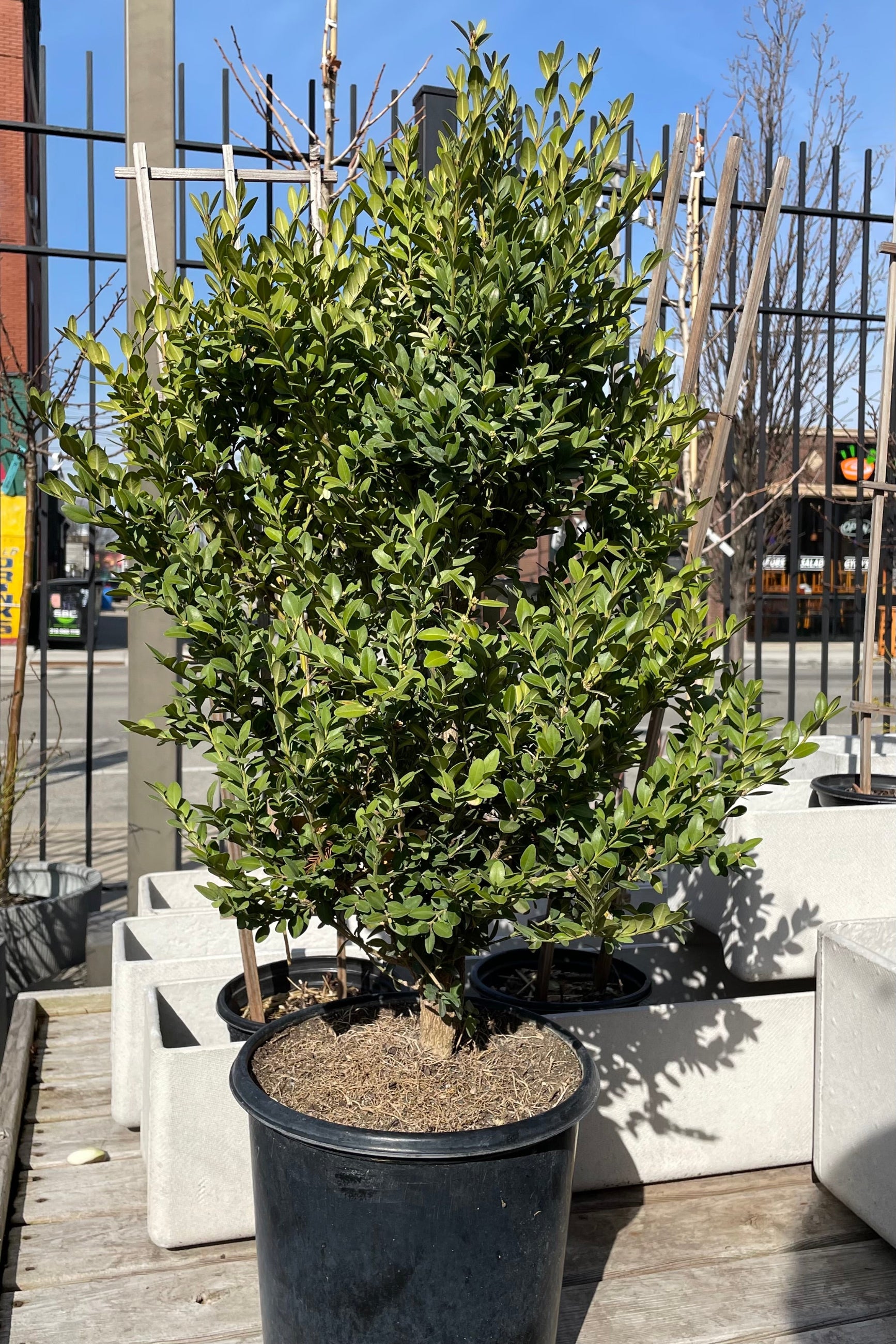 Buxus 'Green Mountain' in a #2 growers pot at Sprout Home the beginning of Spring. ©Sprout Home
