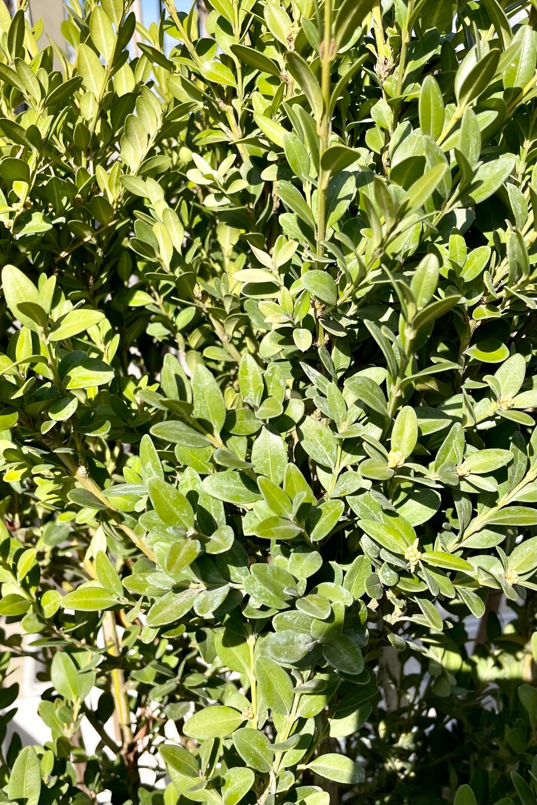A close up pic of the ovate green leaves of the Buxus 'Green Mountain' shrub at Sprout Home. ©Sprout Home