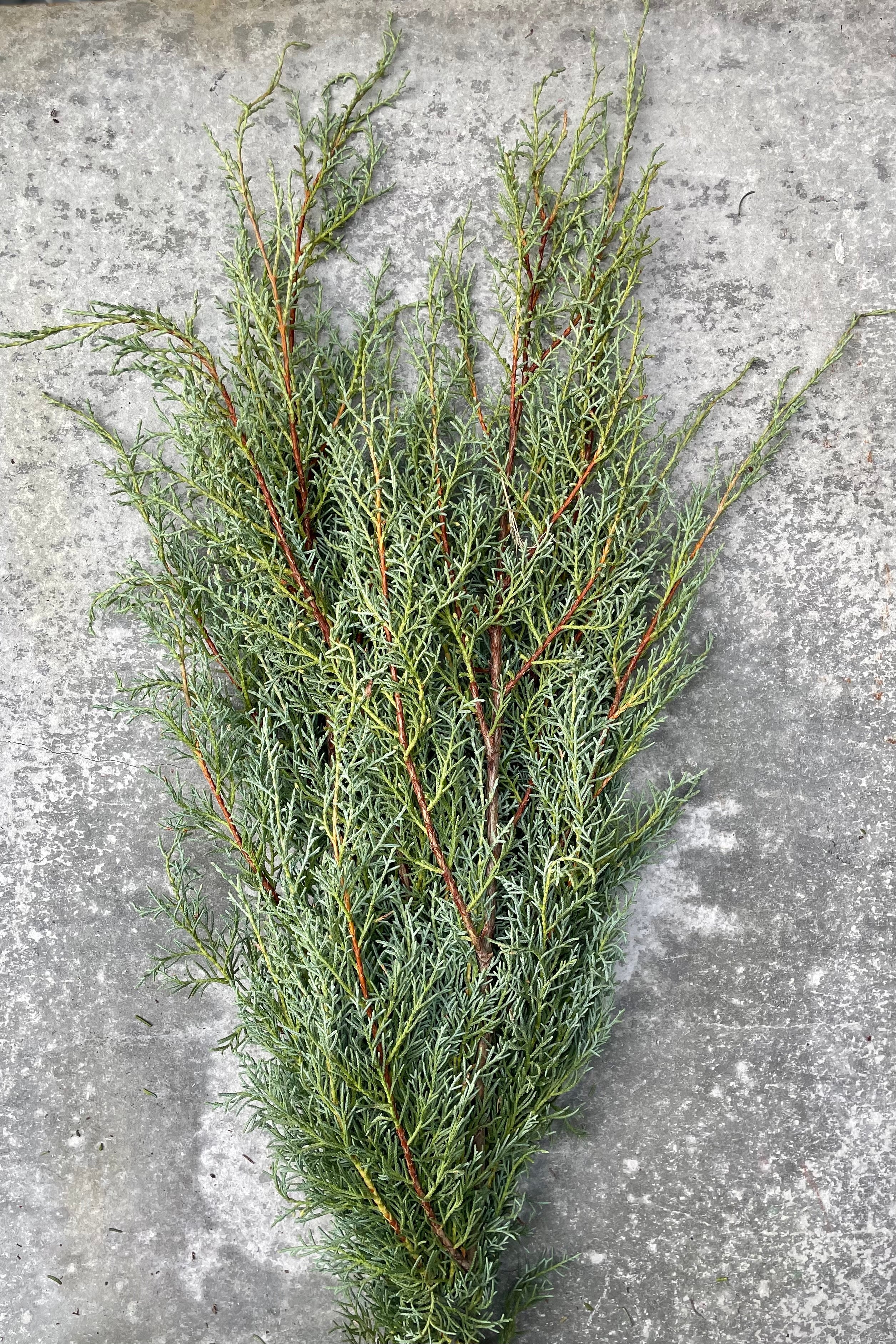 Carolina Sapphire evergreen bundle against a grey wall.