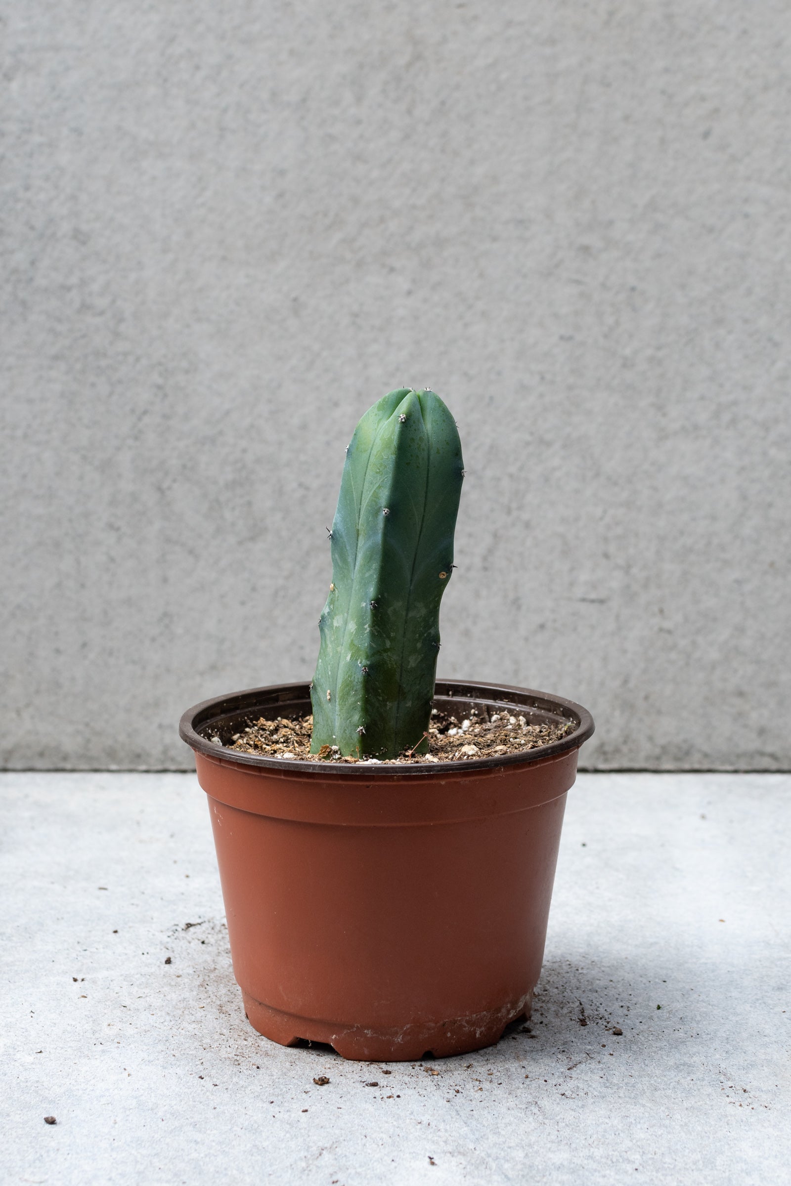 Photo of a cactus in an orange pot shown in front of a gray wall. ©Sprout Home