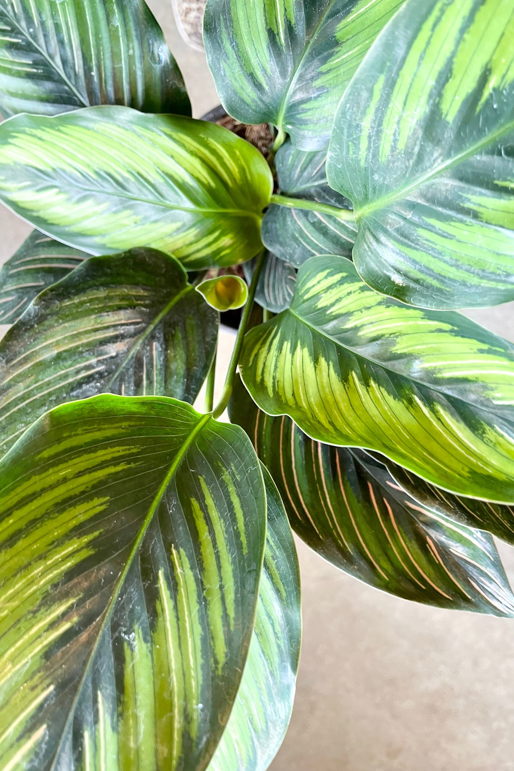 Calathea 'Beauty Star' detail picture of the variegated leaves. ©Sprout Home