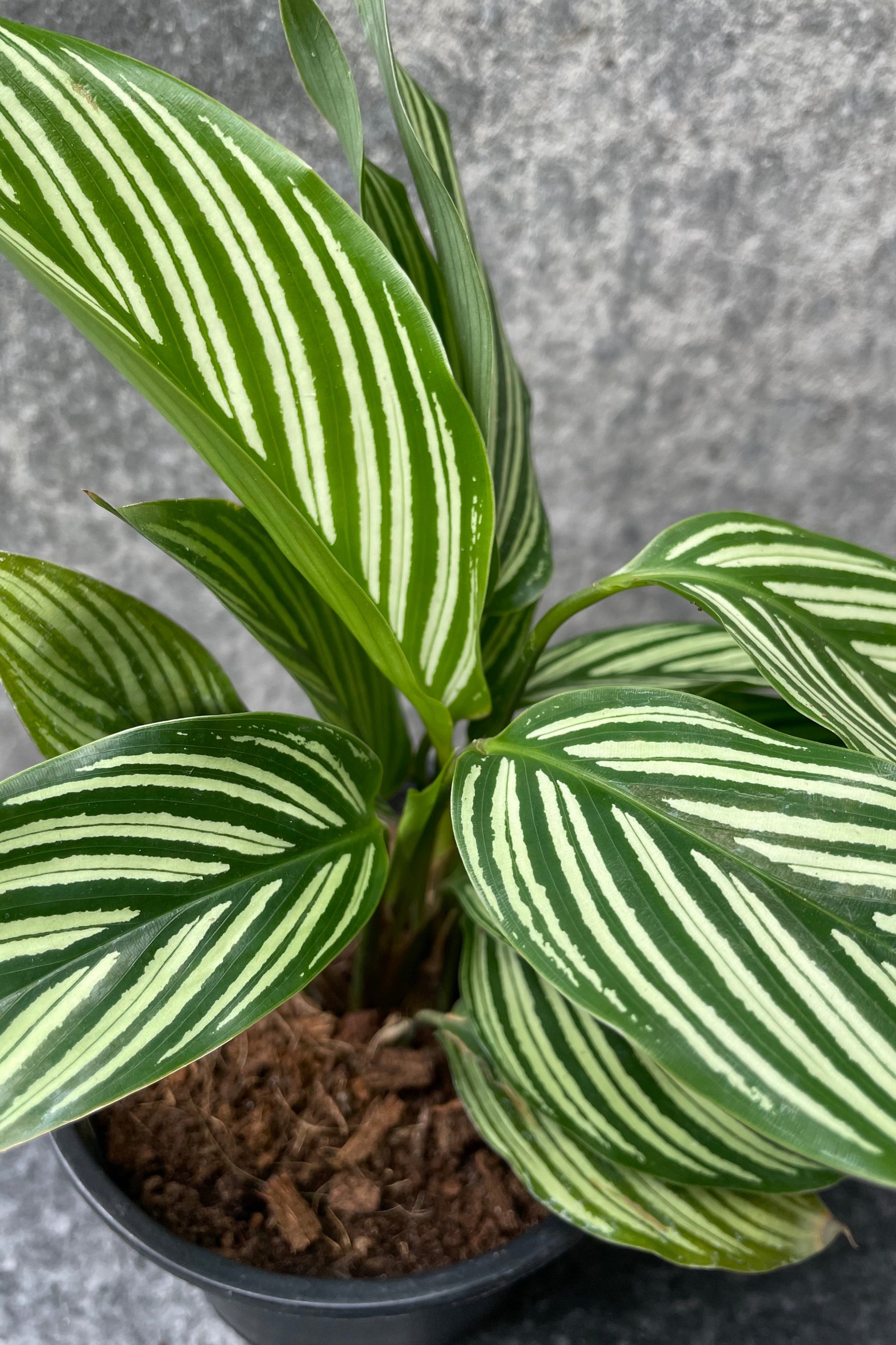 A potted Calathea elliptica 'Vittata' with long elliptical leaves displaying green and cream variegation. ©Sprout Hom