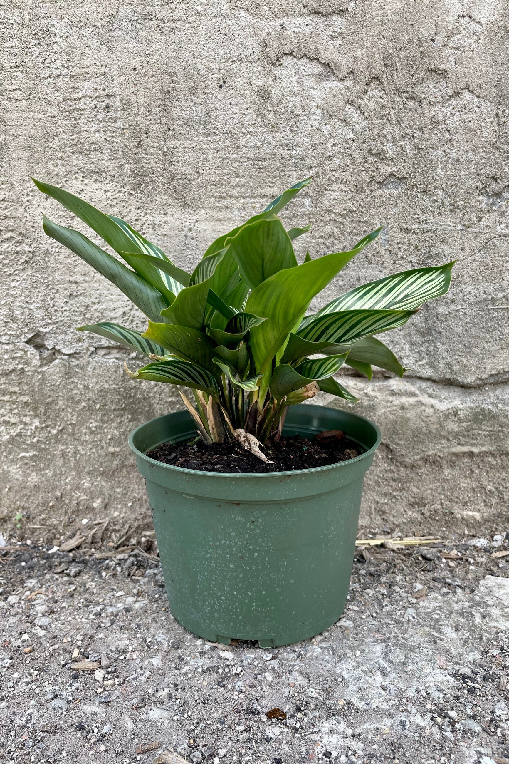 Calathea elliptica 'Vittata' 6" green growers pot with green and cream striped leaves against a grey wall ©Sprout Home