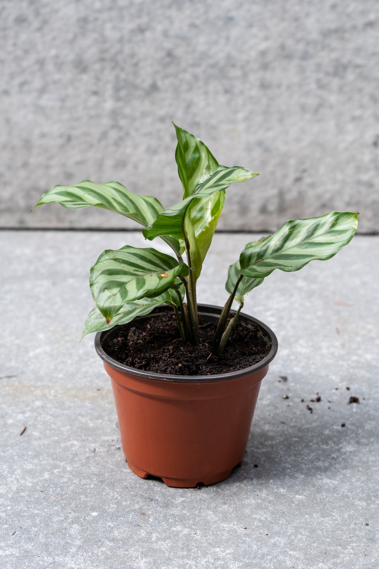 Calathea 'Freddie" in a 4" growers pot ©Sprout Home
