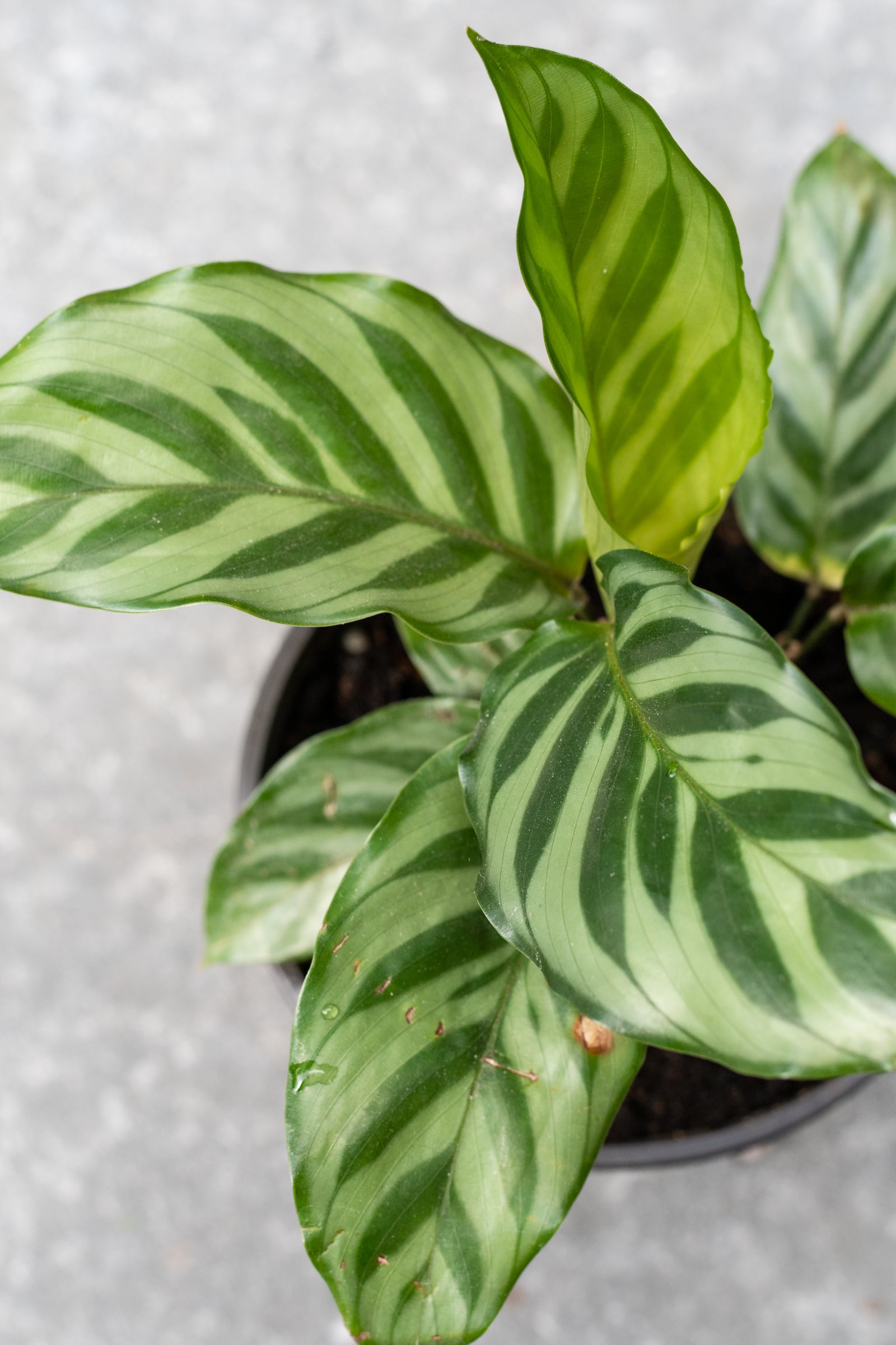 A potted Calathea 'Freddie' plant with green and light green striped leaves. ©Sprout Home