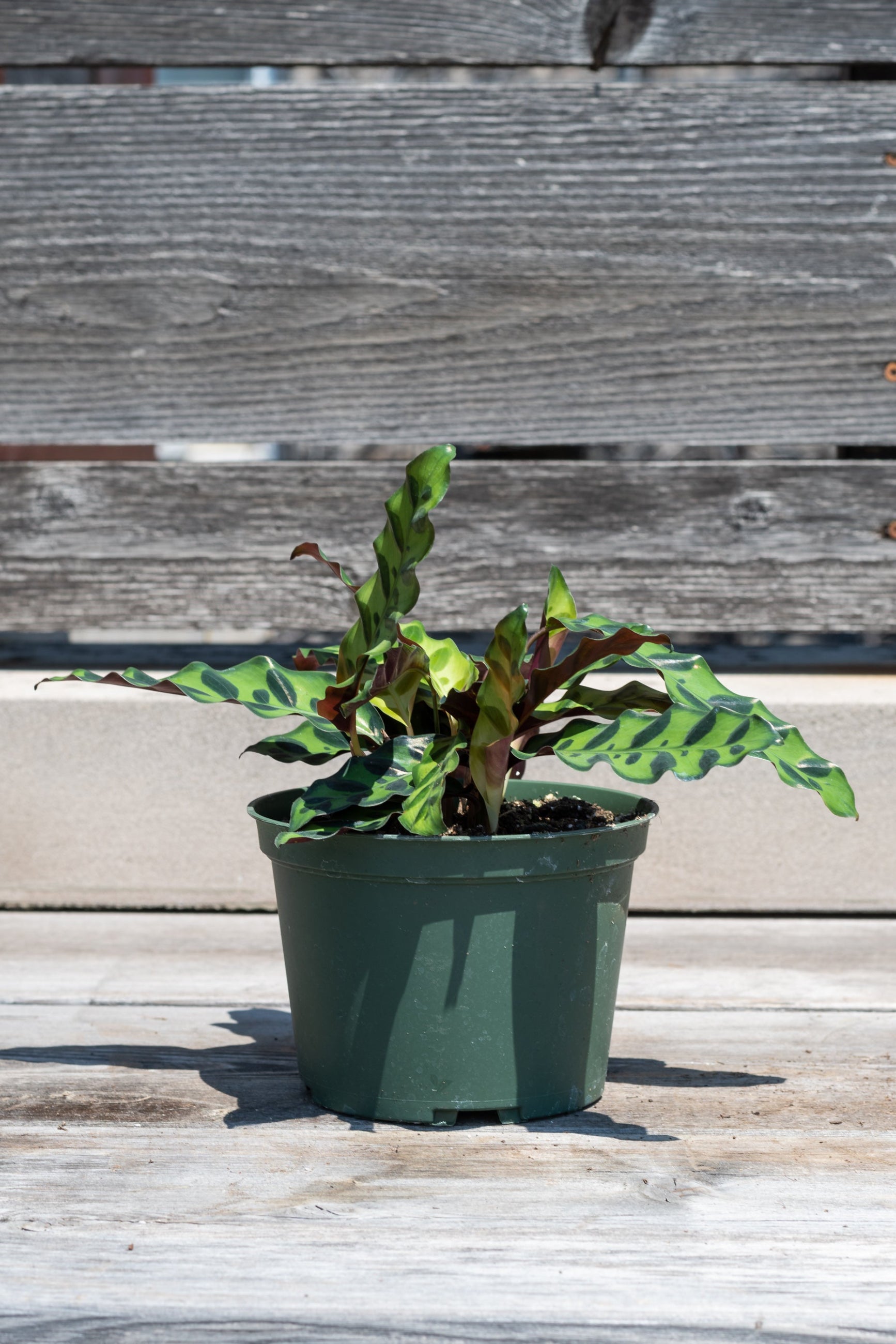 Calathea lancifolia in front of grey wood background ©Sprout Home