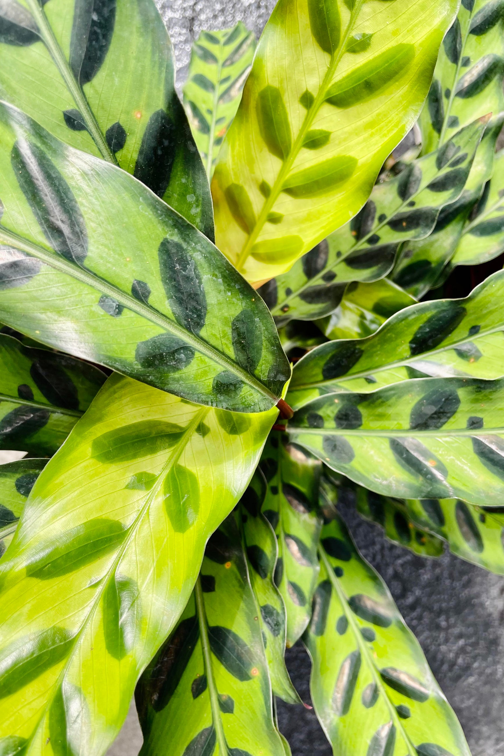 A closer look at the Calathea lancifolia's "rattlesnake"- like foliage. ©Sprout Home