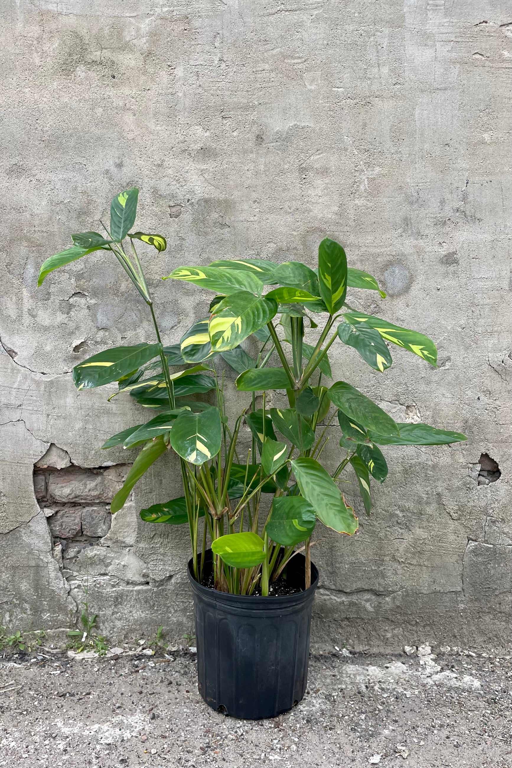 Calathea lubbersii 10" black growers pot with tall variegated green leaves against a grey wall ©Sprout Home