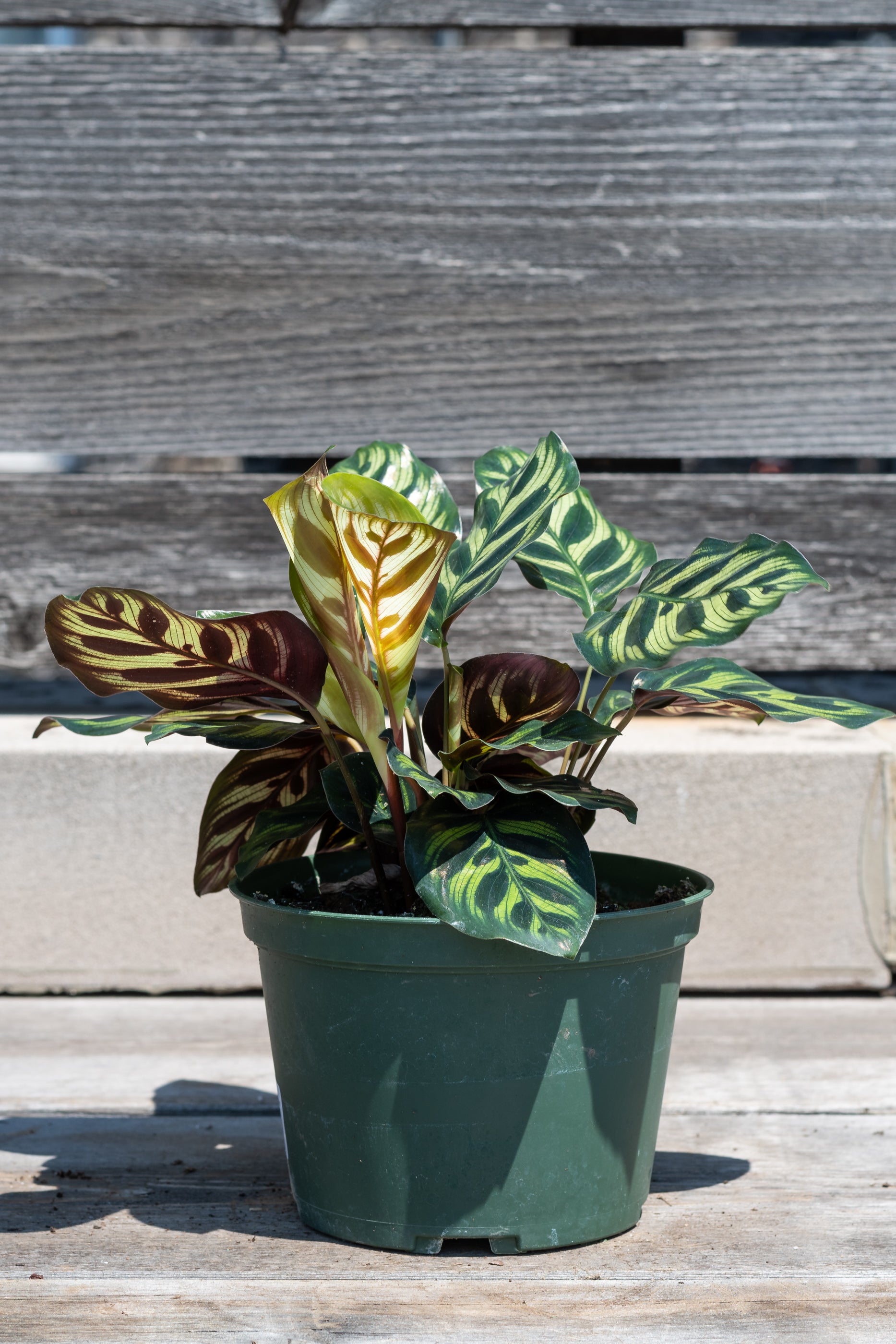Calathea makoyana "Peacock Calathea" in front of grey wood background